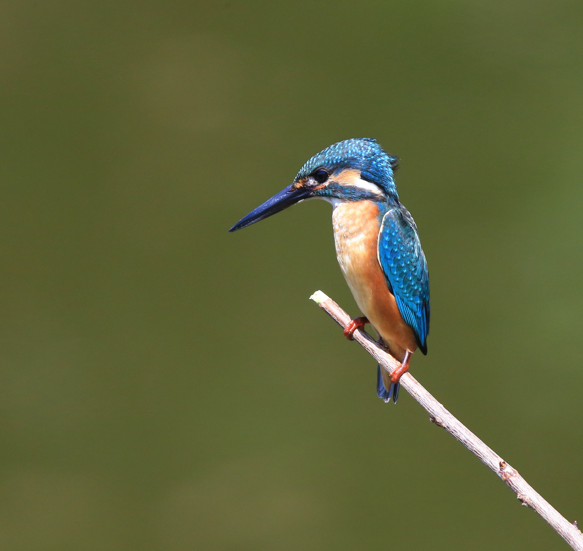 Canon EF 600mm F4L IS II USM sample photo. 334 photography