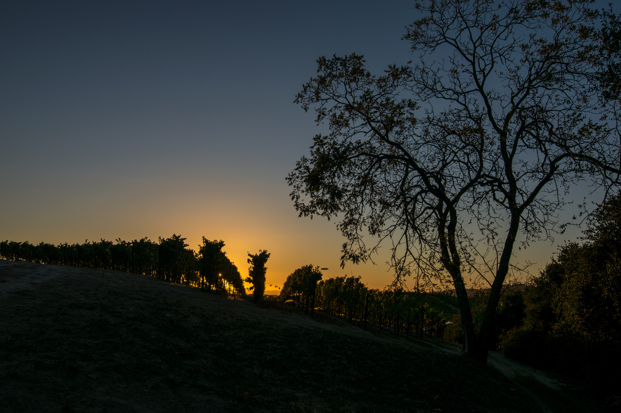 Nikon D3300 + Tokina AT-X 11-20 F2.8 PRO DX (AF 11-20mm f/2.8) sample photo. Sonoma county sunset photography