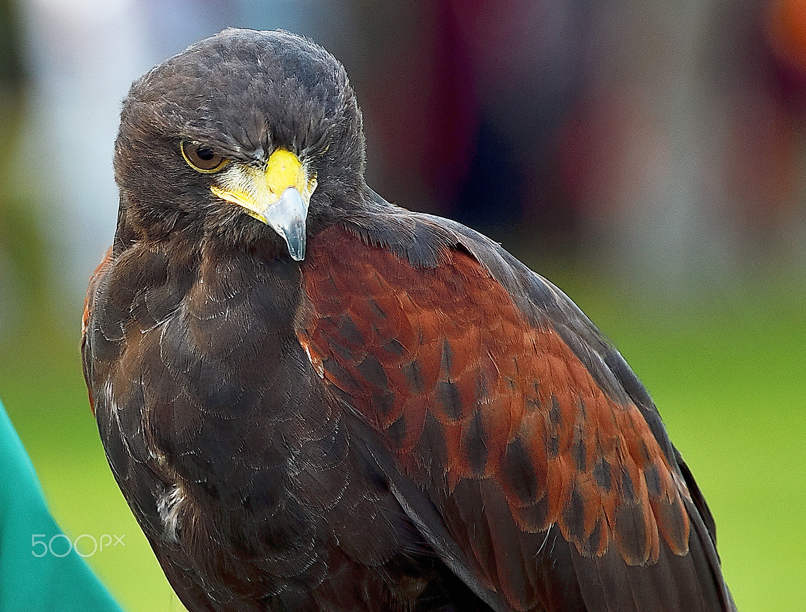 Nikon D200 sample photo. Handsome hawk photography