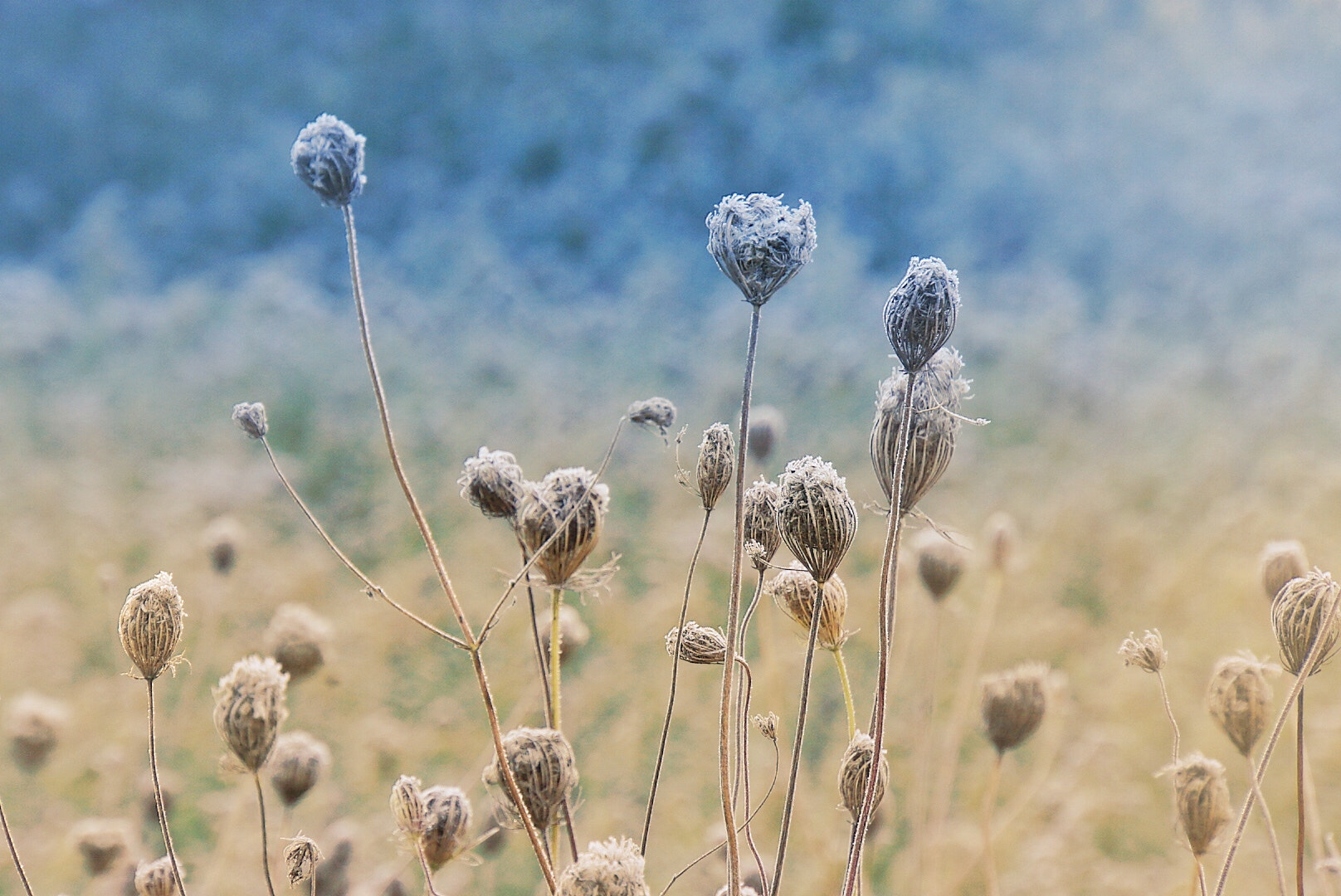 Sony E 18-200mm F3.5-6.3 OSS LE sample photo. Autumn field photography