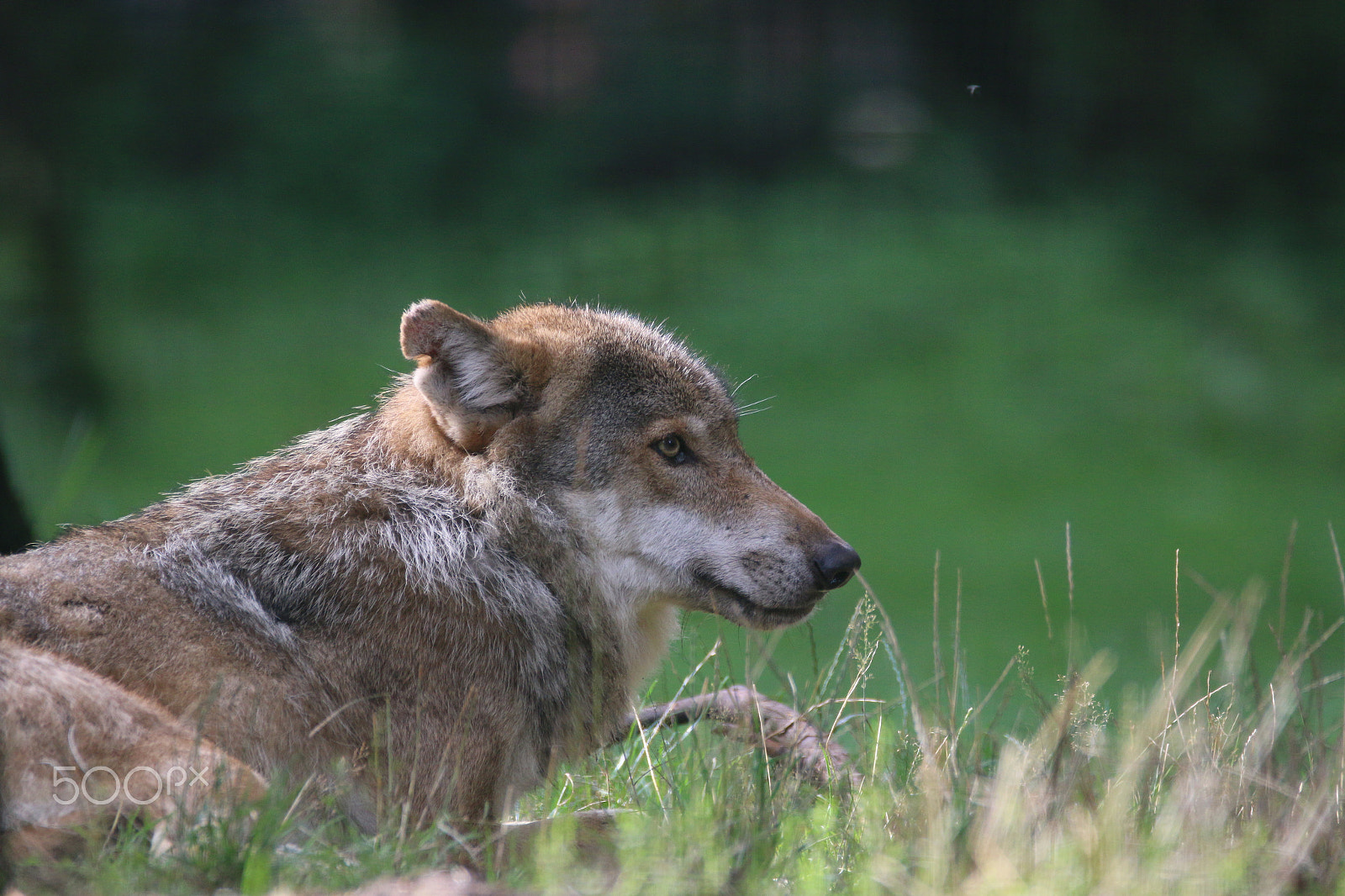 Sigma 150-600mm F5-6.3 DG OS HSM | C sample photo. Ruhige ecke photography