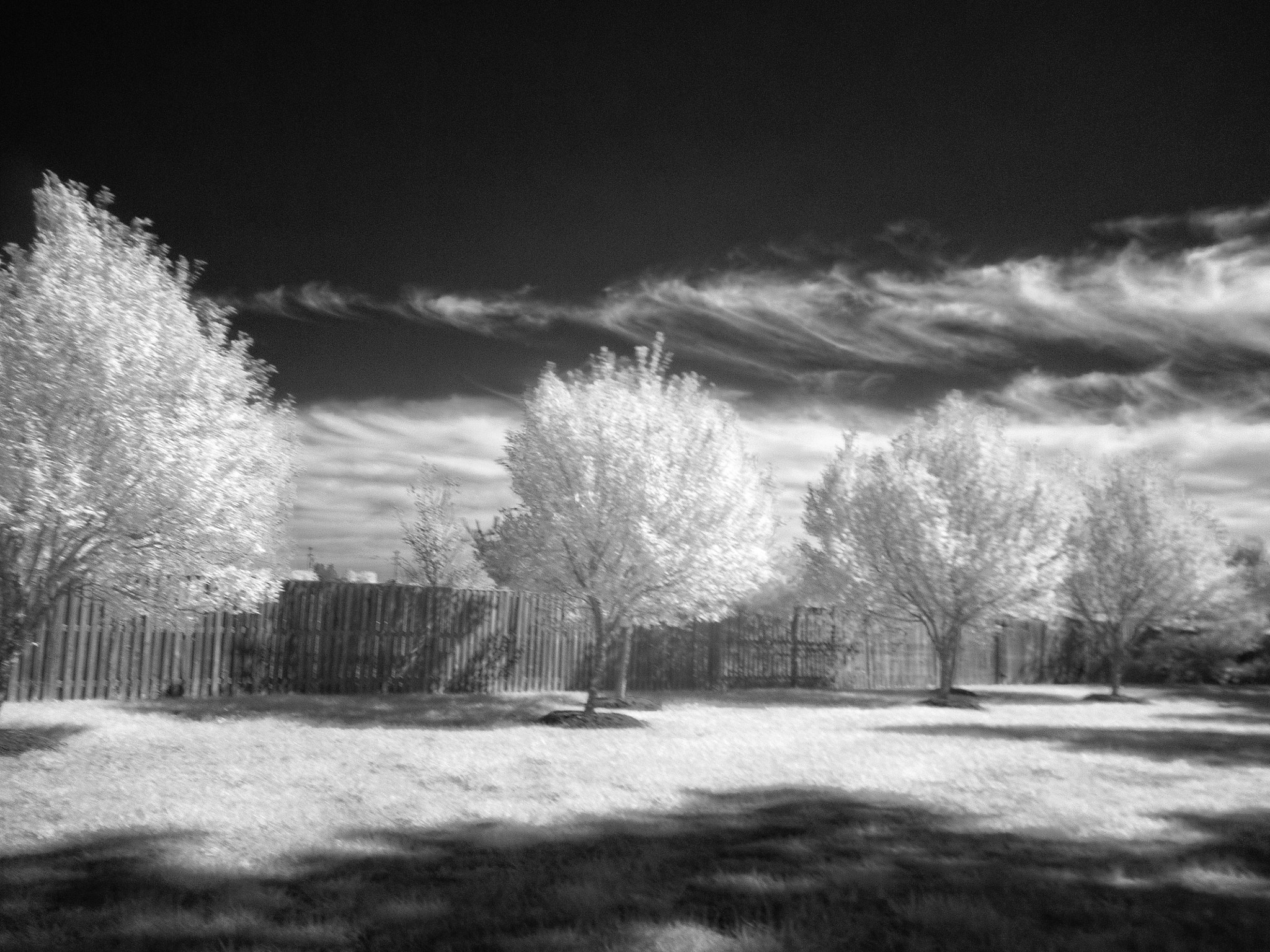 Olympus OM-D E-M1 + Olympus M.Zuiko Digital ED 14-42mm F3.5-5.6 EZ sample photo. Trees infrared b&w photography