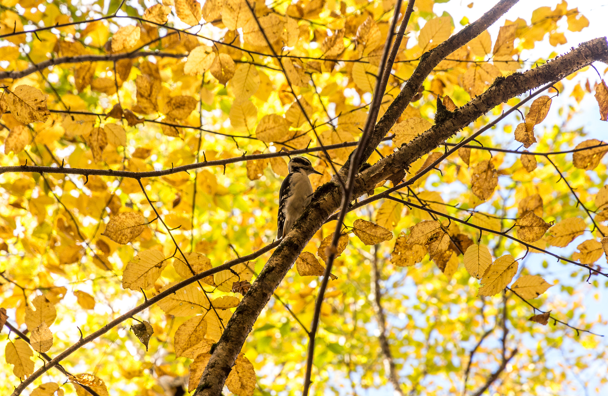 Canon EOS 650D (EOS Rebel T4i / EOS Kiss X6i) sample photo. Woodpecker looking for food photography