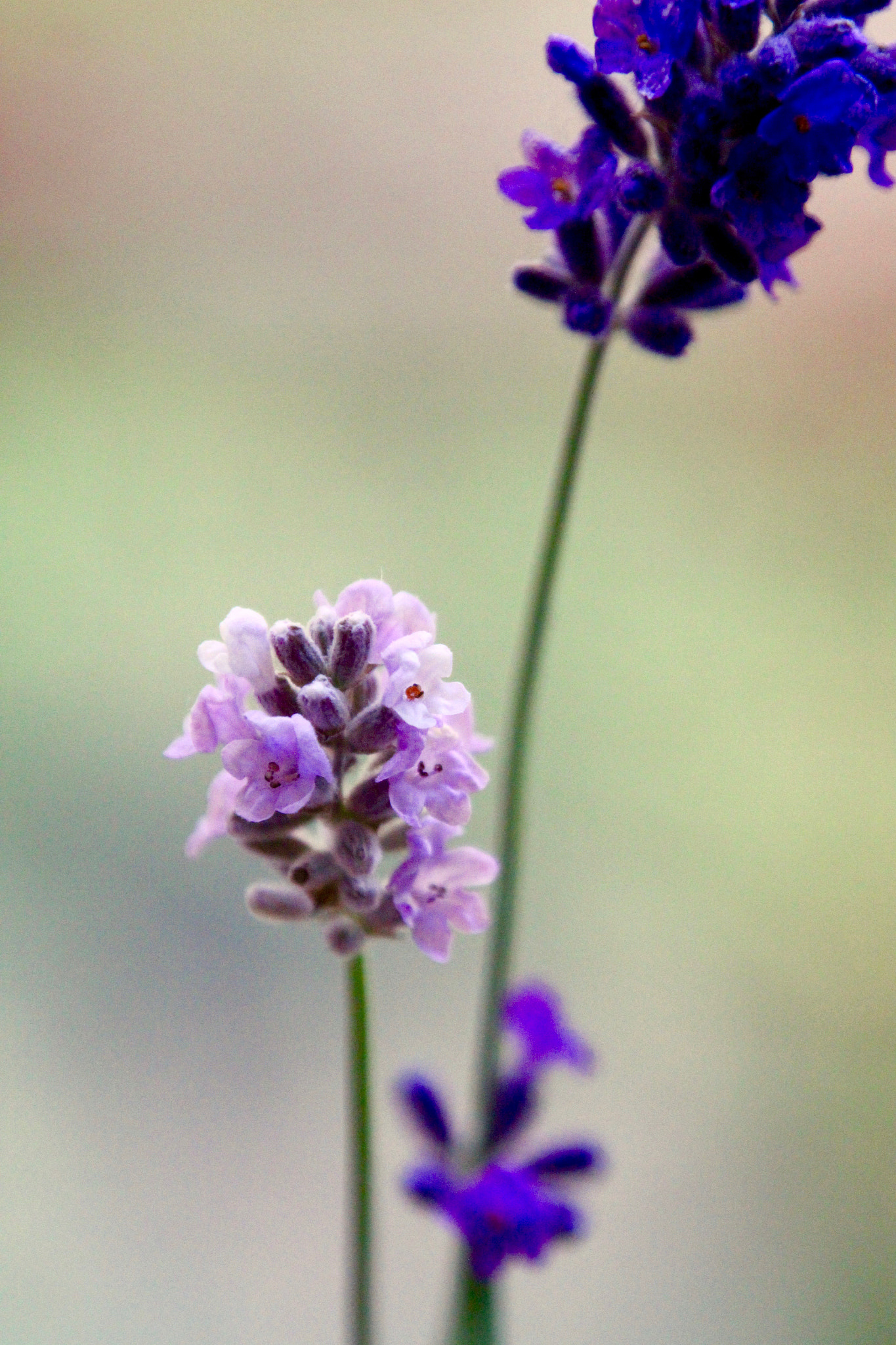 Canon EOS 600D (Rebel EOS T3i / EOS Kiss X5) sample photo. Pink lavender photography
