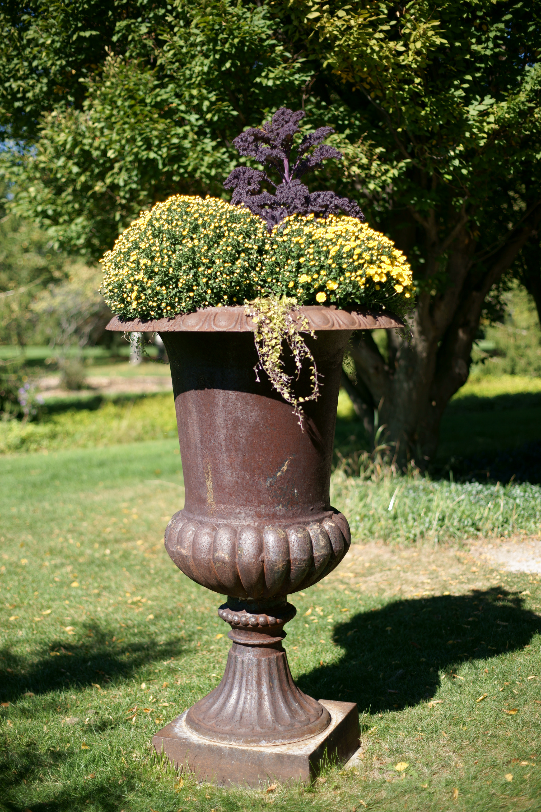 Sony Alpha DSLR-A850 + Minolta AF 50mm F1.4 [New] sample photo. Flowers photography