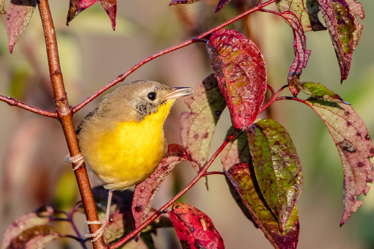 Canon EF 200-400mm F4L IS USM Extender 1.4x sample photo. Common yellowthroat photography