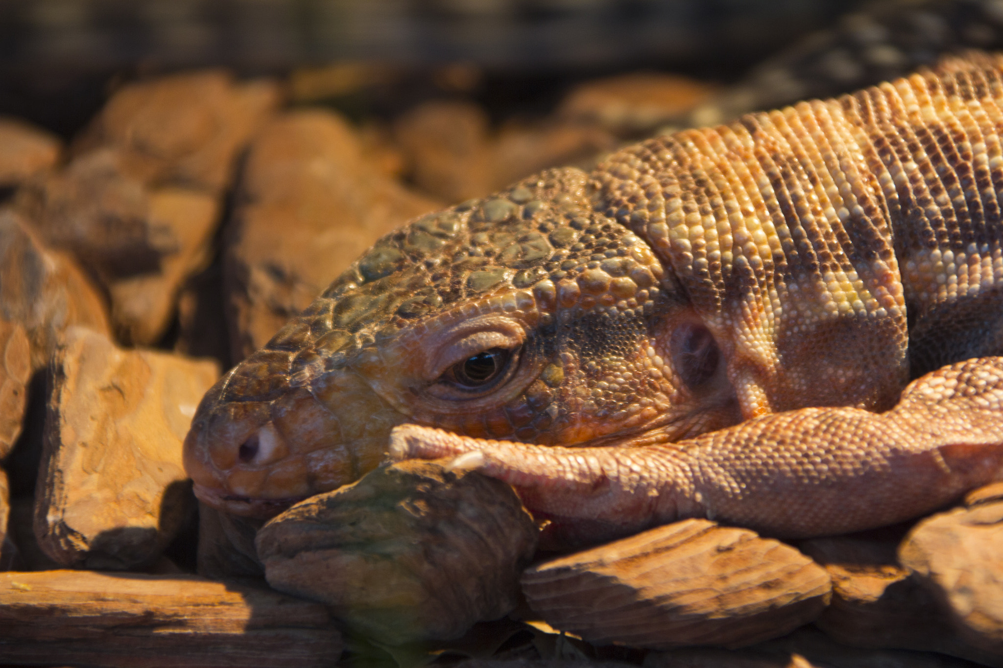 Canon EOS 60D + Canon TS-E 90mm F2.8 Tilt-Shift sample photo. Lizard photography