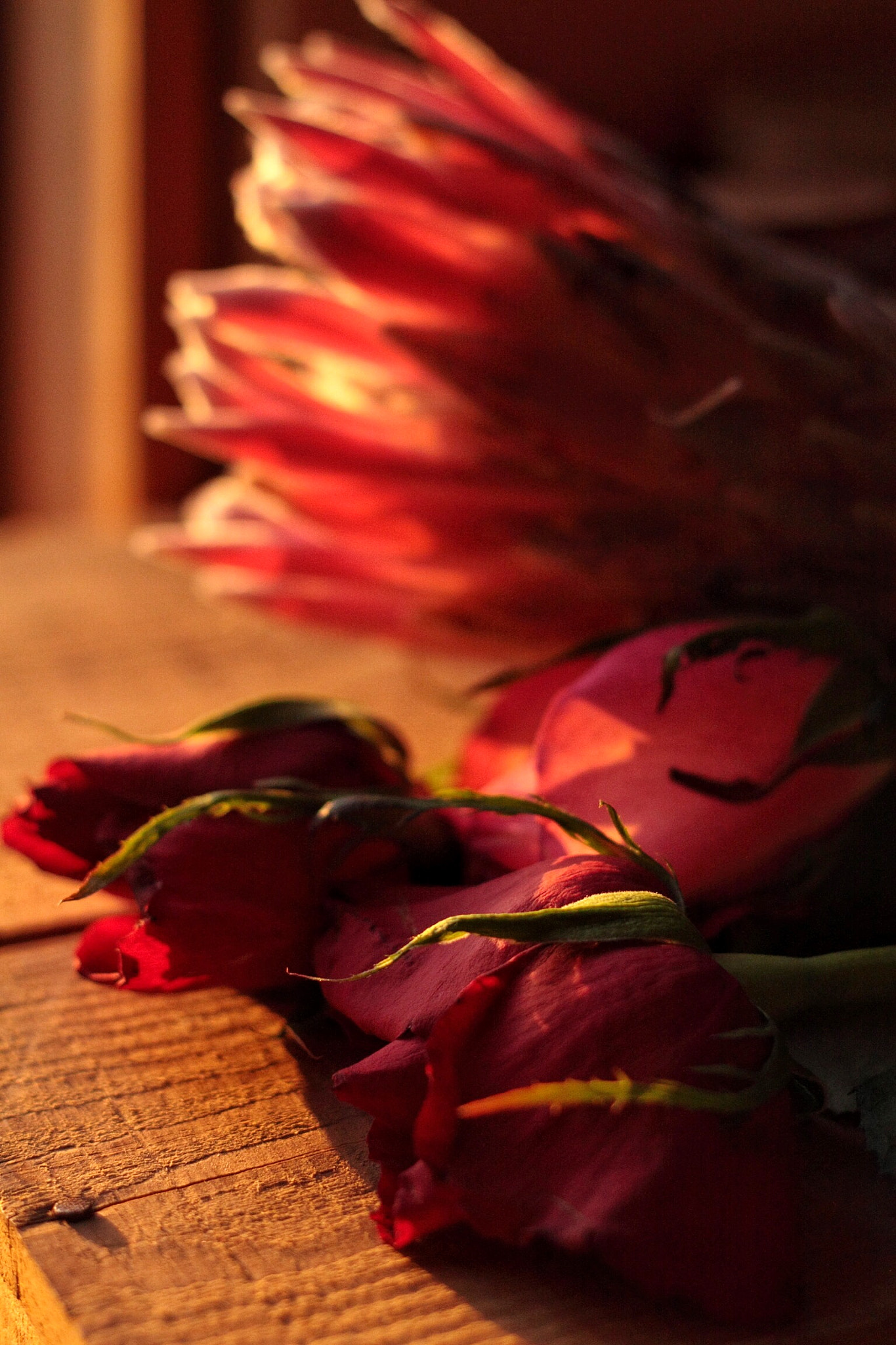Canon EOS 50D + Canon EF 50mm F1.8 II sample photo