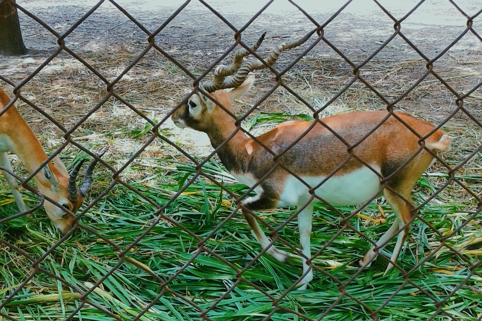 Samsung Galaxy Grand Neo sample photo. Animal relation photography