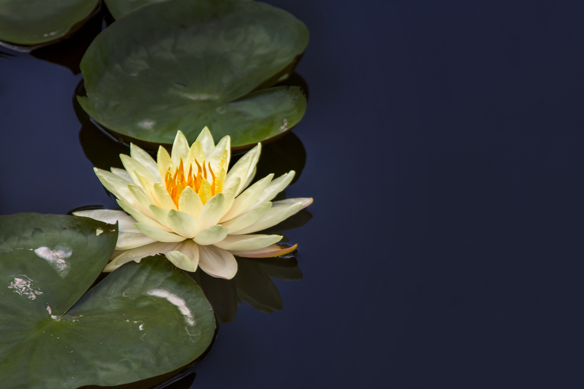 Canon TS-E 90mm F2.8 Tilt-Shift sample photo. Yellow lily photography