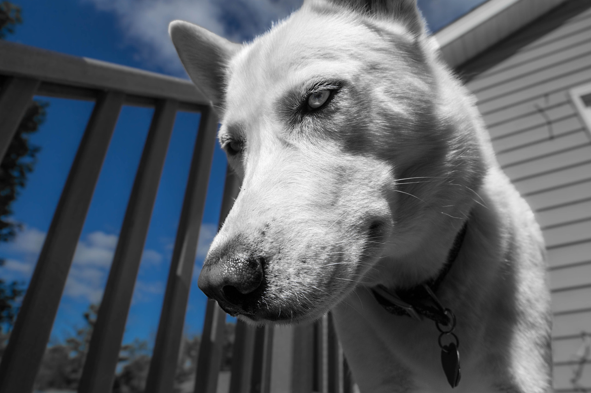 Samyang 14mm F2.8 ED AS IF UMC sample photo. Puppers photography