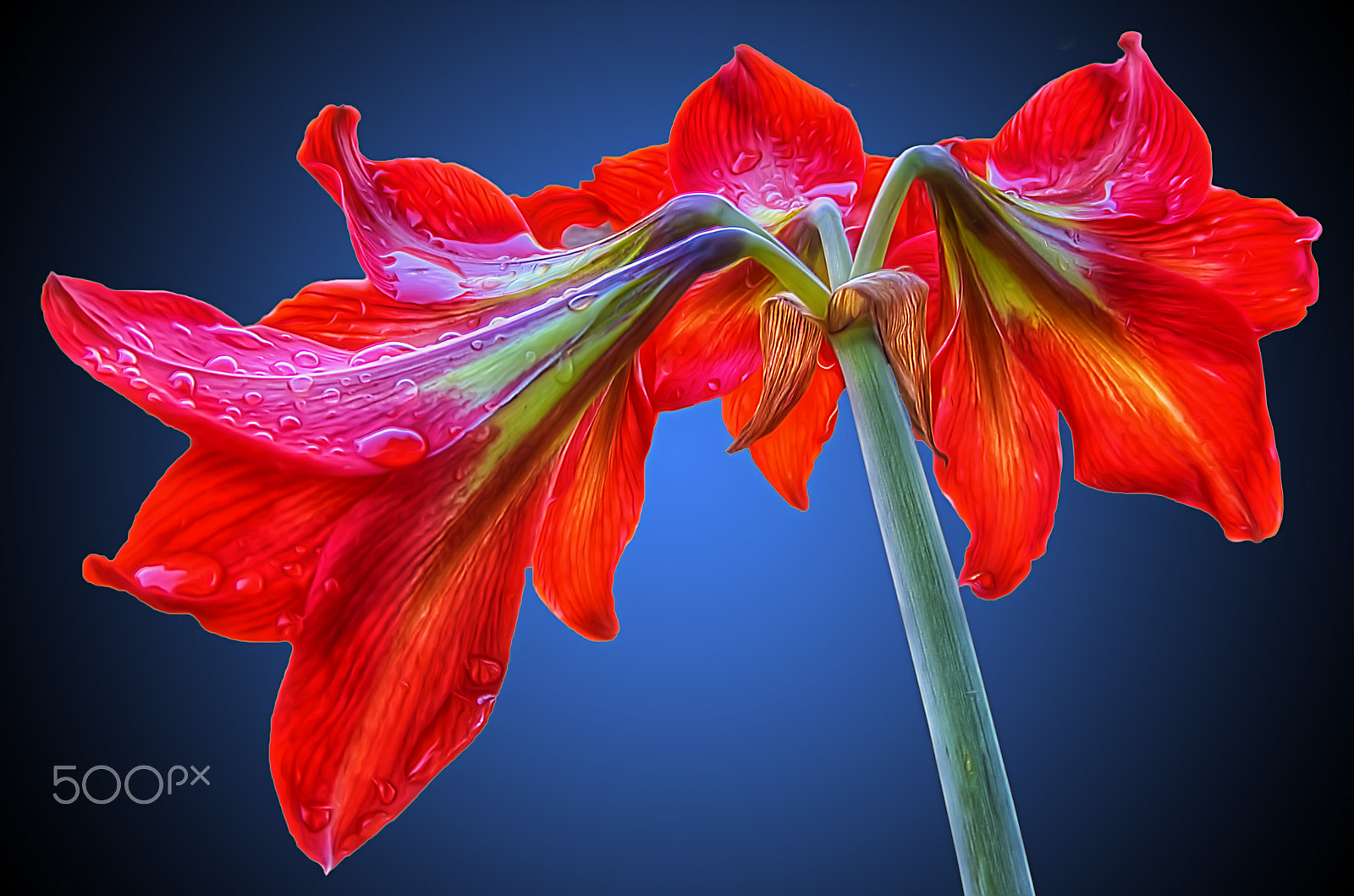 Pentax K-5 sample photo. Lily photography