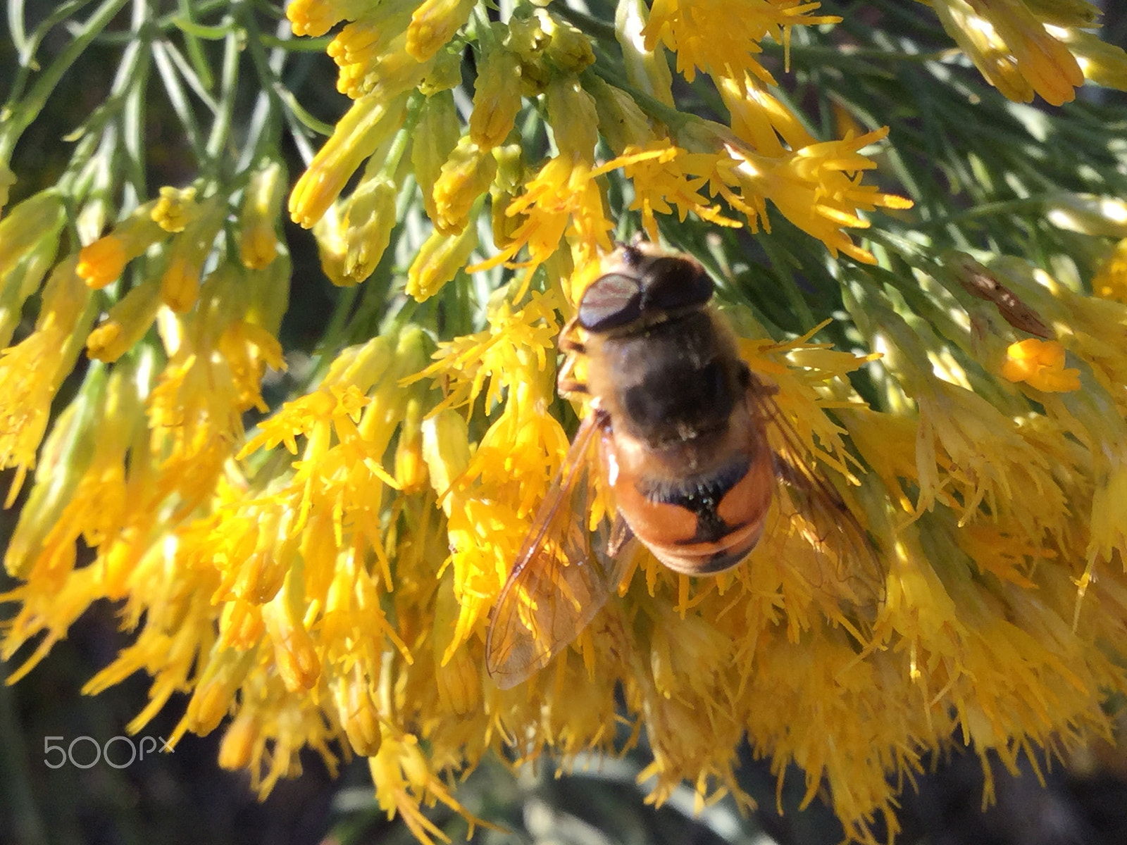 Apple iPad5,3 sample photo. Bee happy photography