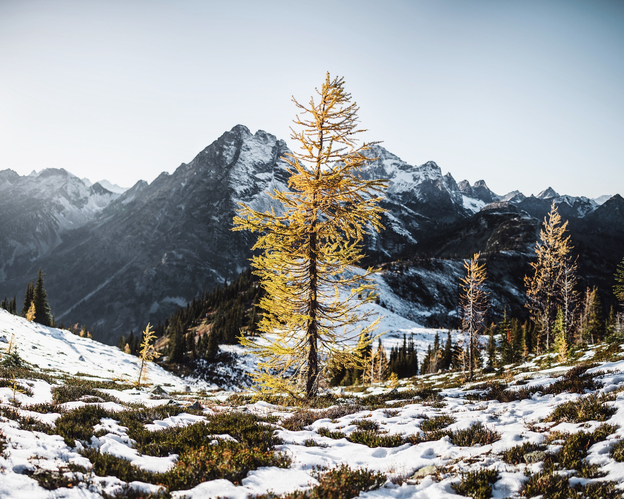 Nikon D4 + Sigma 35mm F1.4 DG HSM Art sample photo. Winters edge. autumn larches. top of maple pass. north cascades. washington. photography