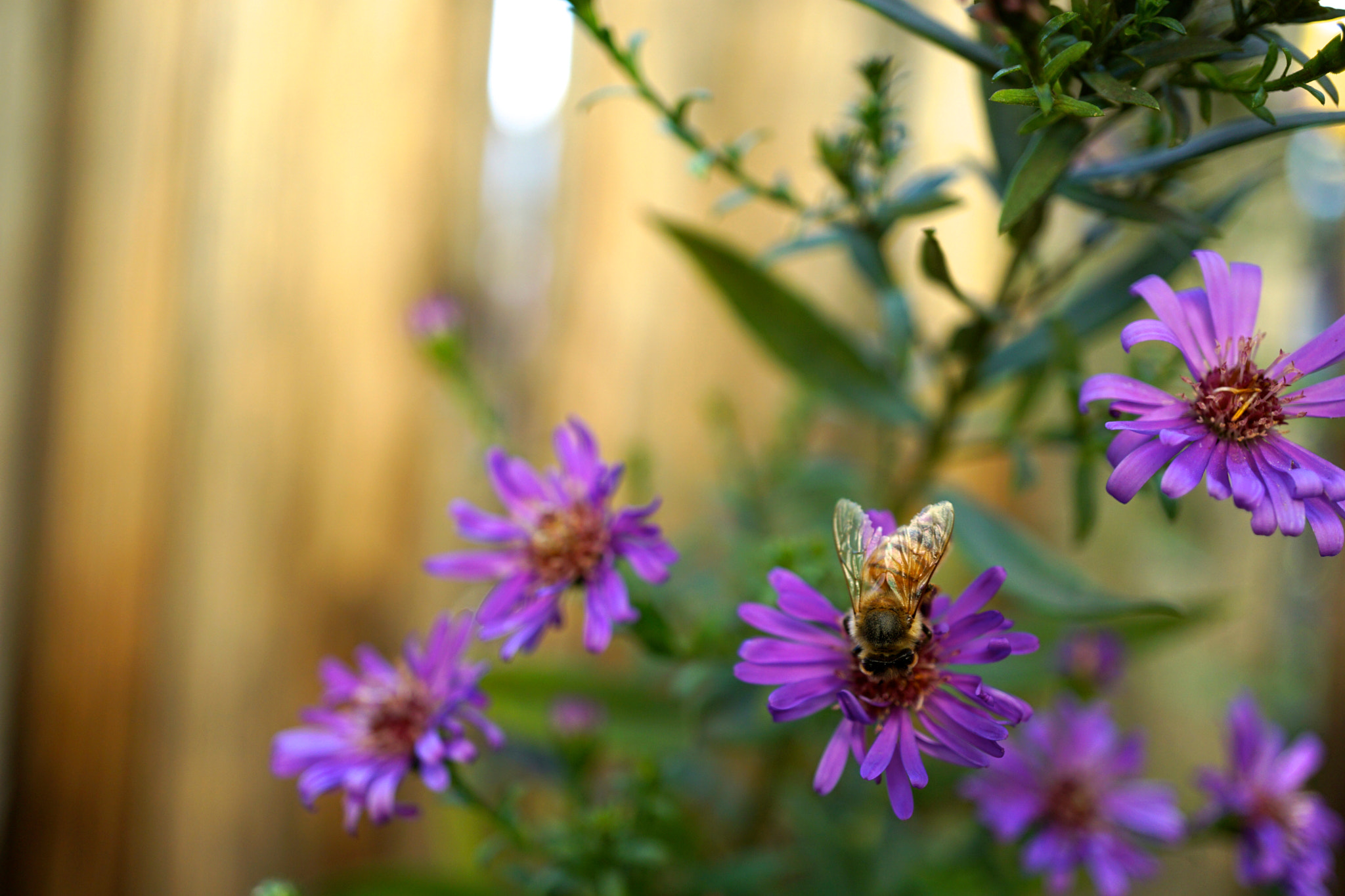 Sony a6000 + Sony E 30mm F3.5 sample photo. Bee on asters photography