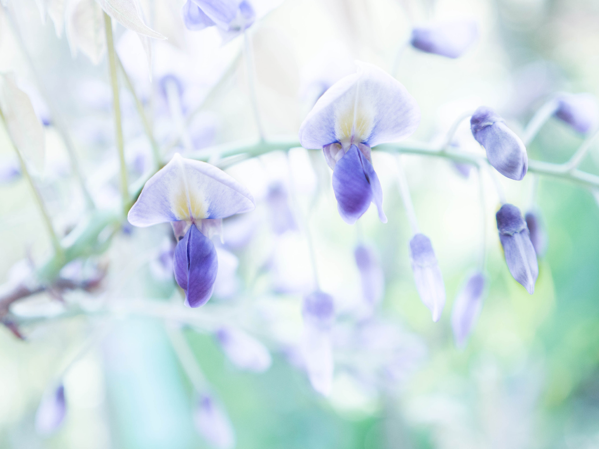 Panasonic Lumix DMC-G5 sample photo. Purple flowers photography