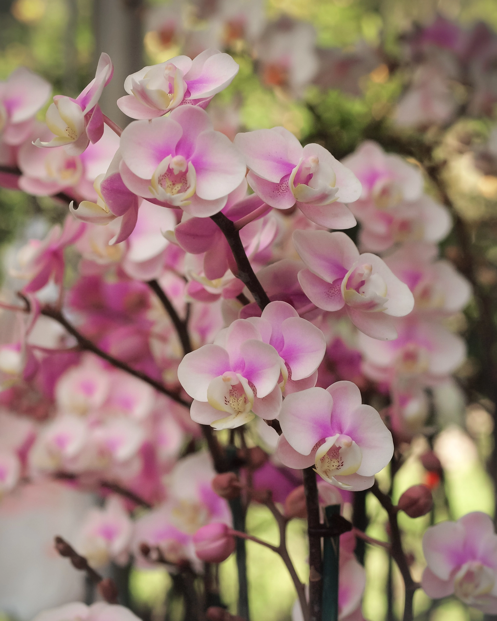 OLYMPUS 50mm Lens sample photo. Orquideas photography