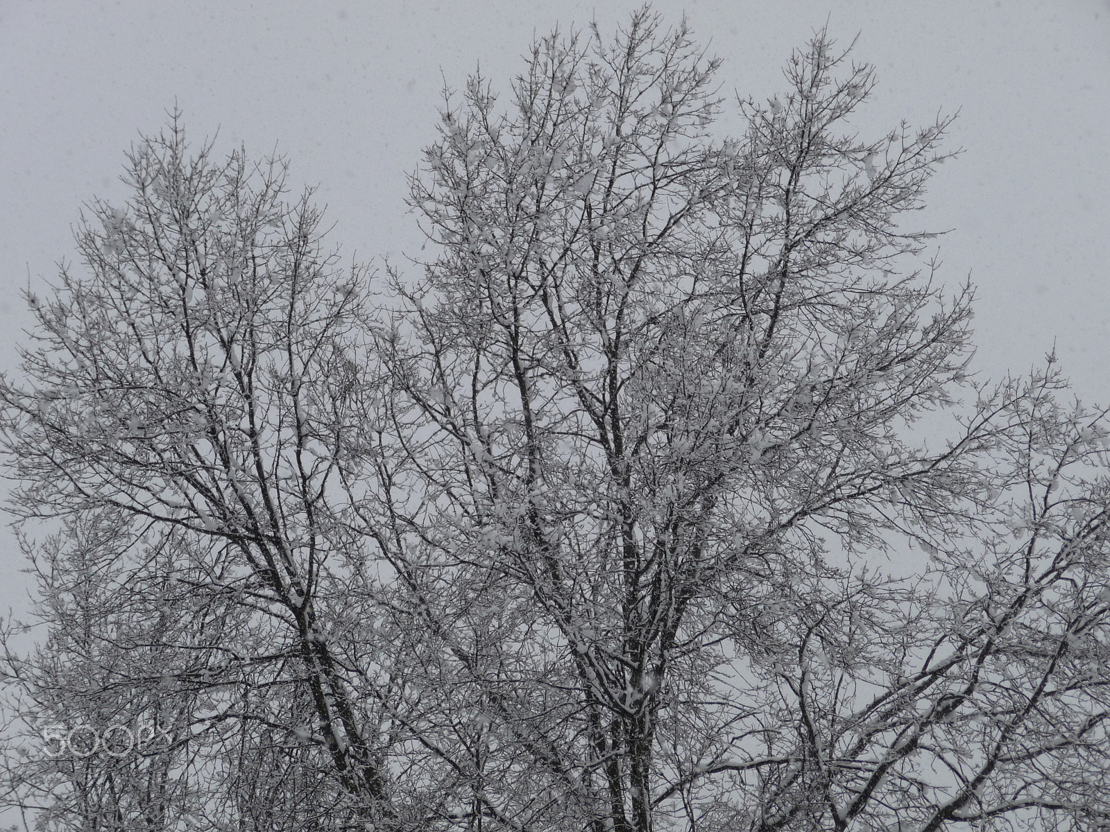 Panasonic DMC-TZ50 sample photo. Snow on the tree photography