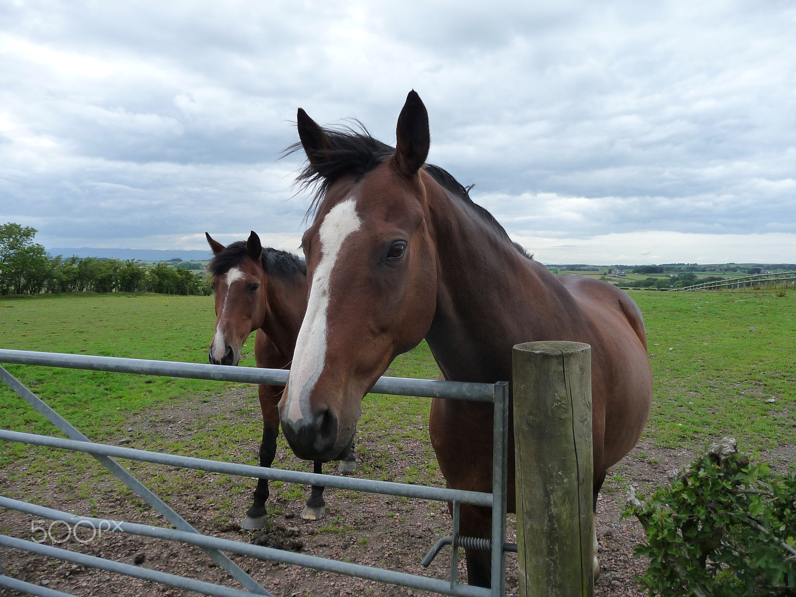 Panasonic DMC-TZ50 sample photo. Horses photography