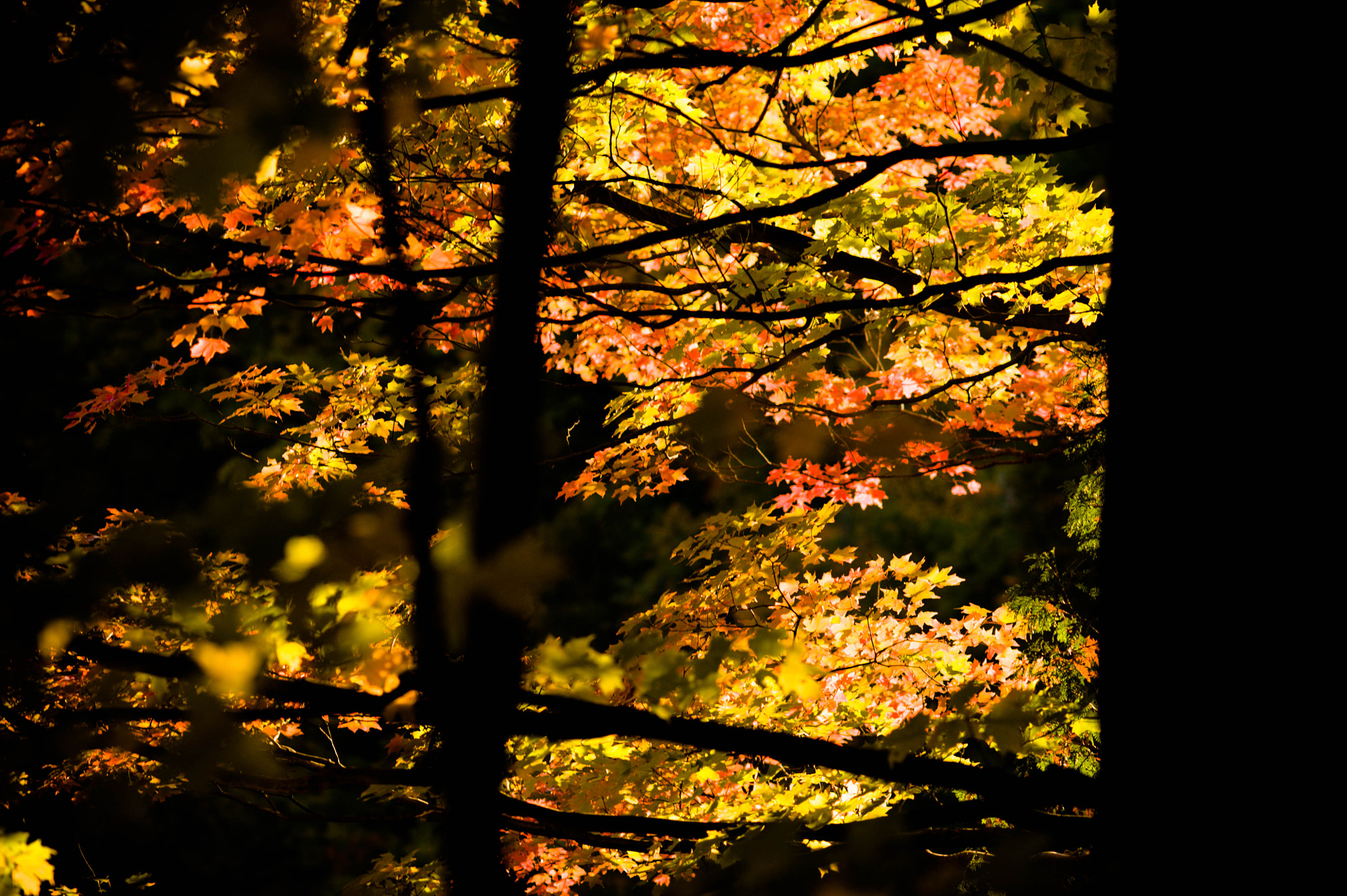 AF DC-Nikkor 135mm f/2D sample photo