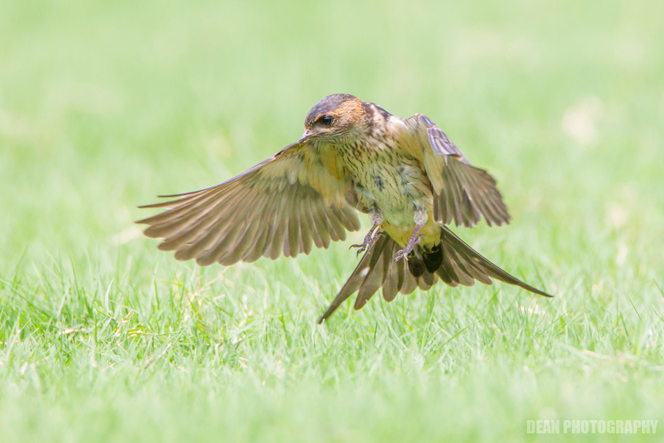 Canon EOS-1D Mark IV sample photo. Landing photography