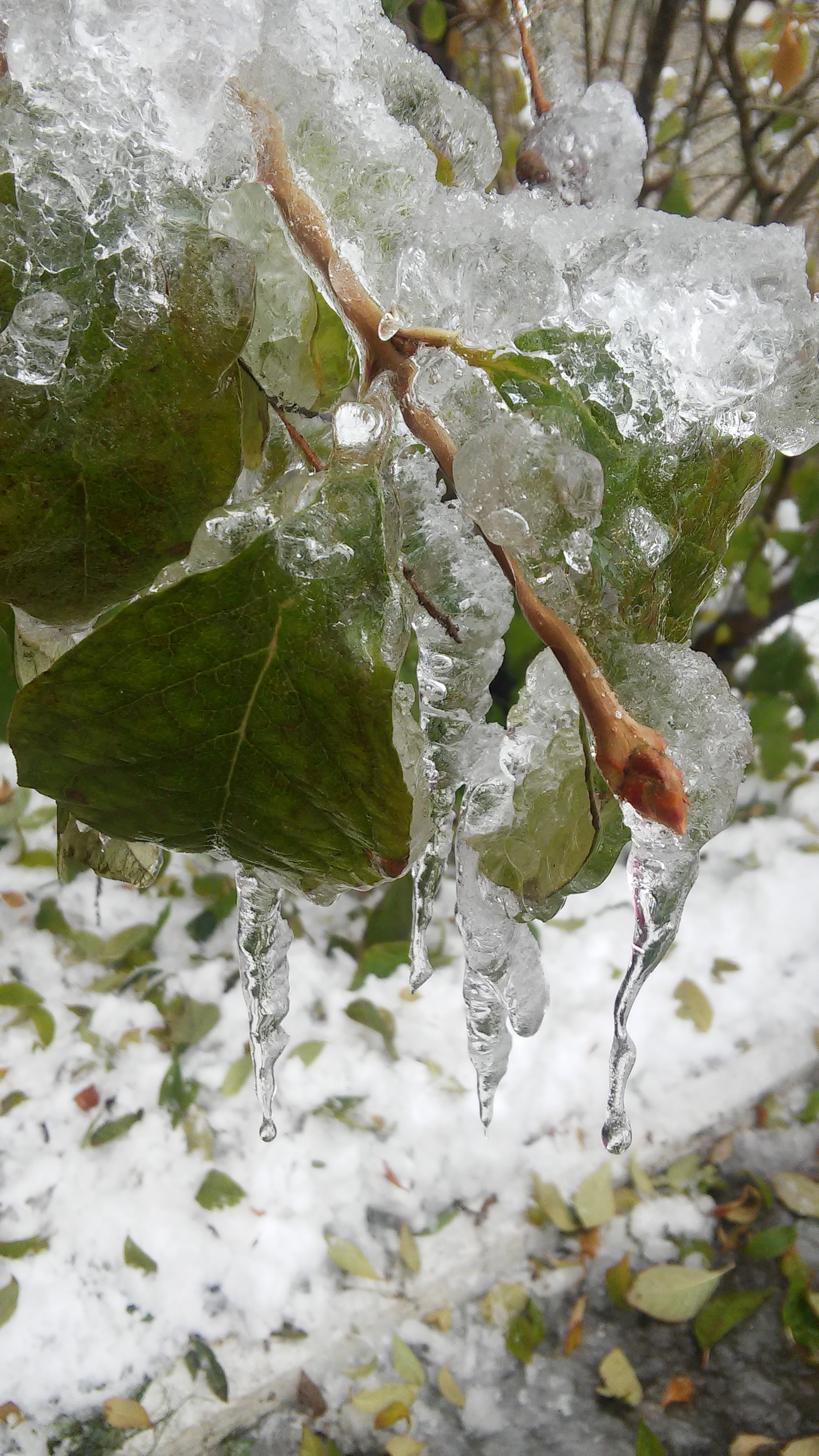 LG G3 S sample photo. Leaves and ice photography