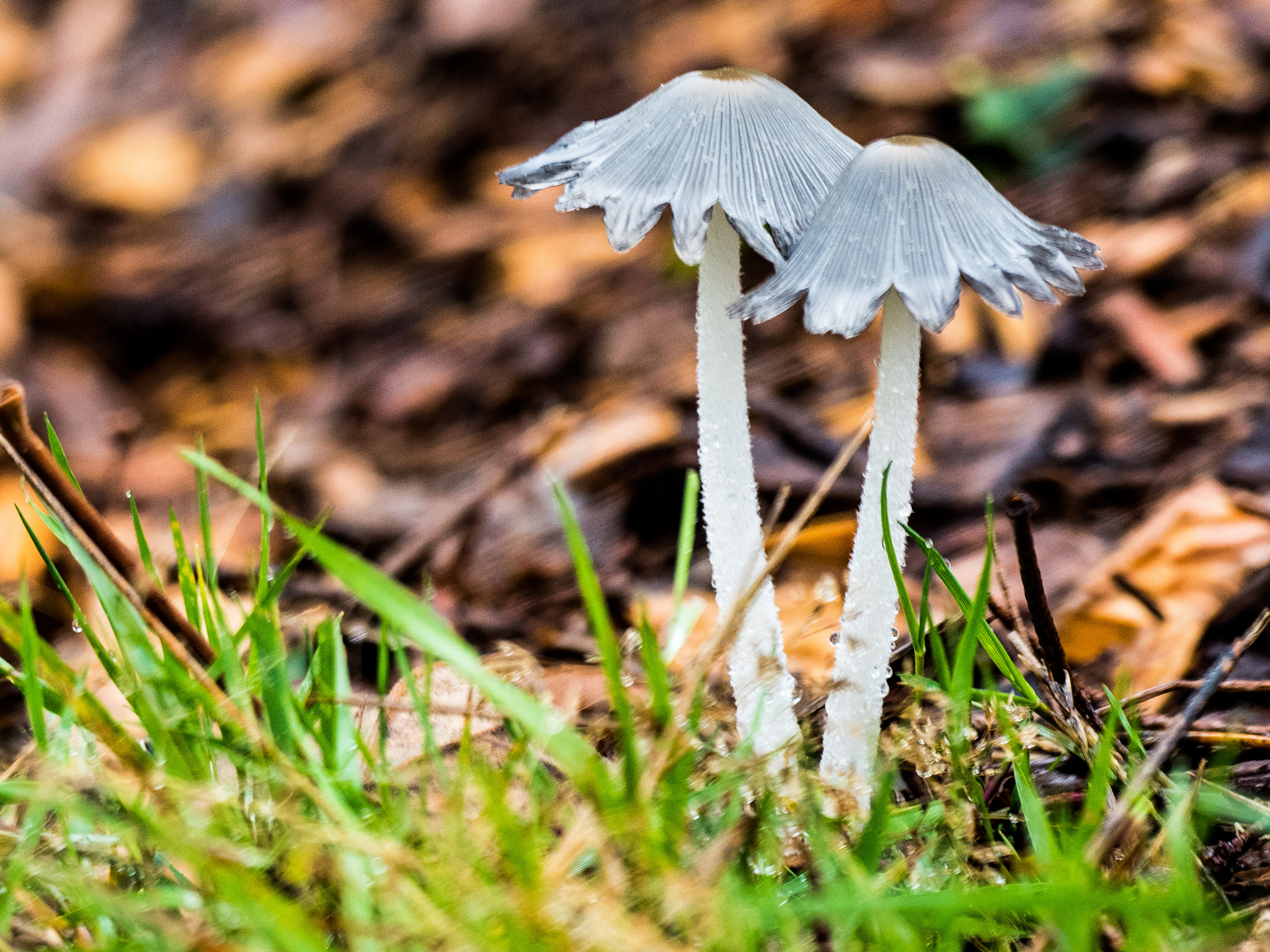 Olympus OM-D E-M5 II + OLYMPUS M.300mm F4.0 sample photo. Umbrella photography