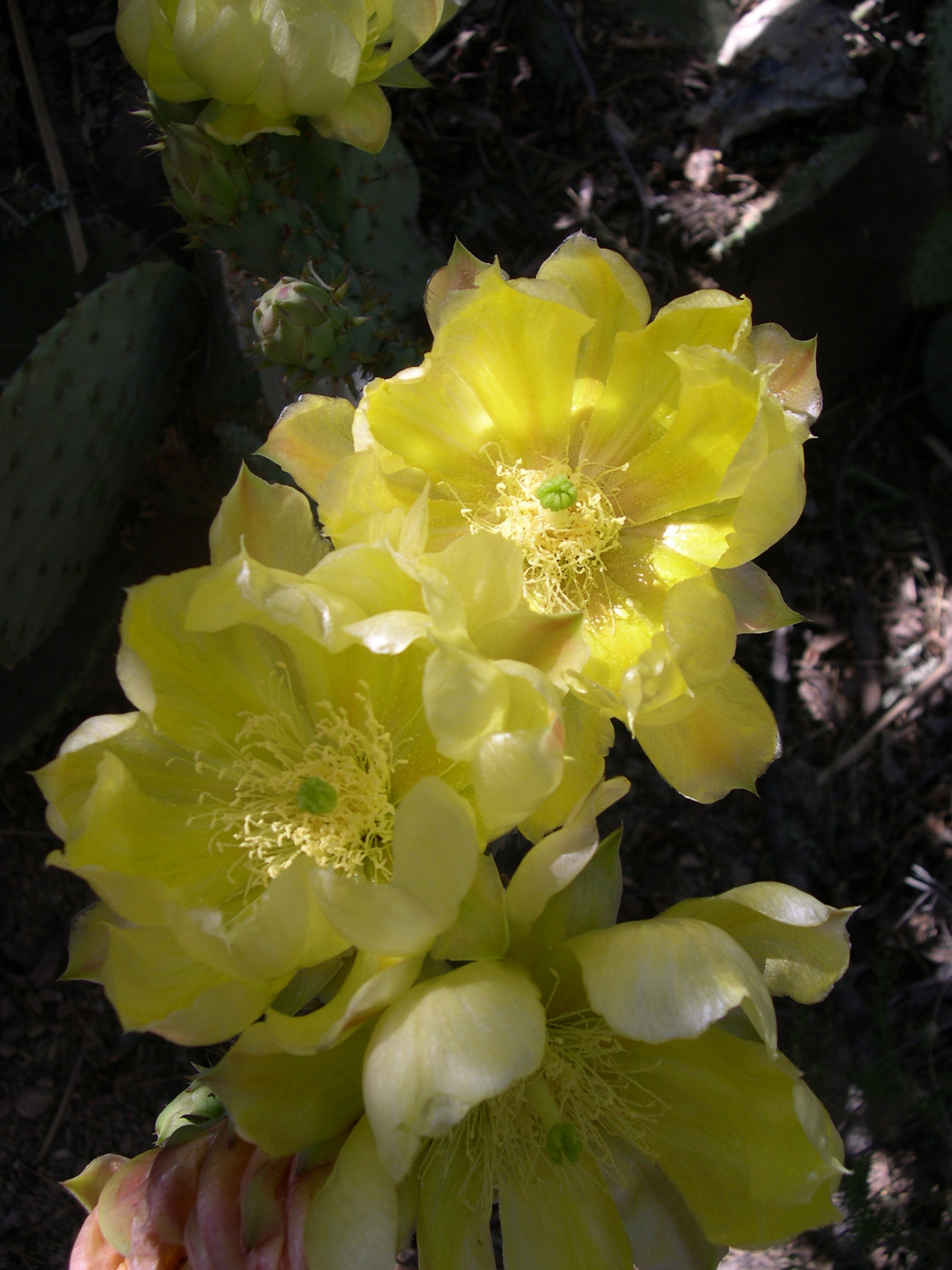 Nikon E4300 sample photo. Desert flower photography