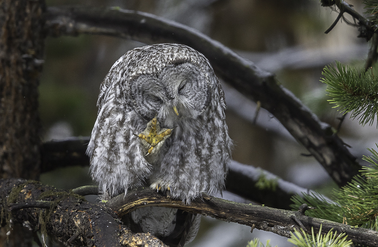 Canon EOS 7D Mark II + Canon EF 600mm F4L IS II USM sample photo. Juvénile great grey owl photography