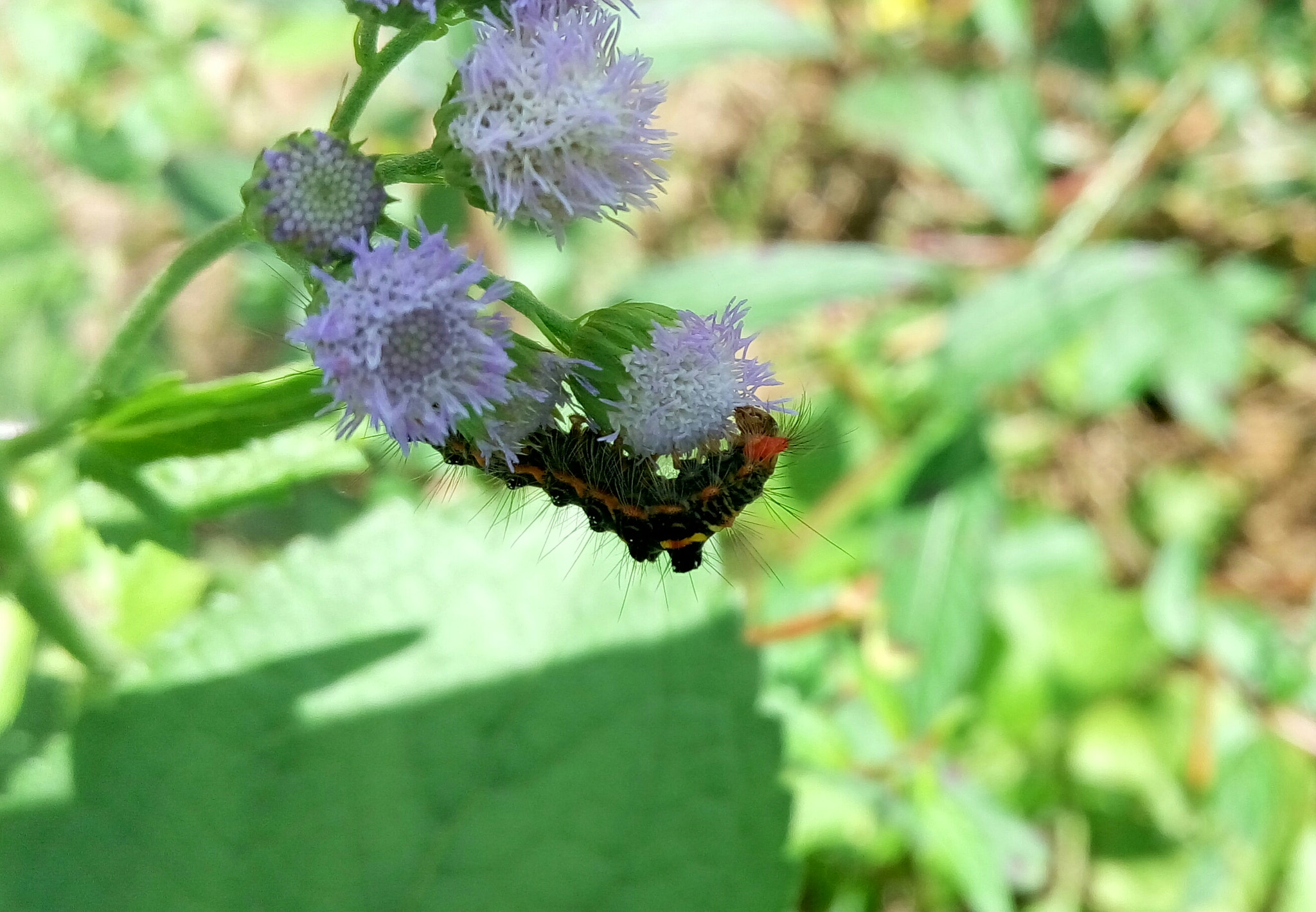 Meizu m1 note sample photo. A caterpillar photography