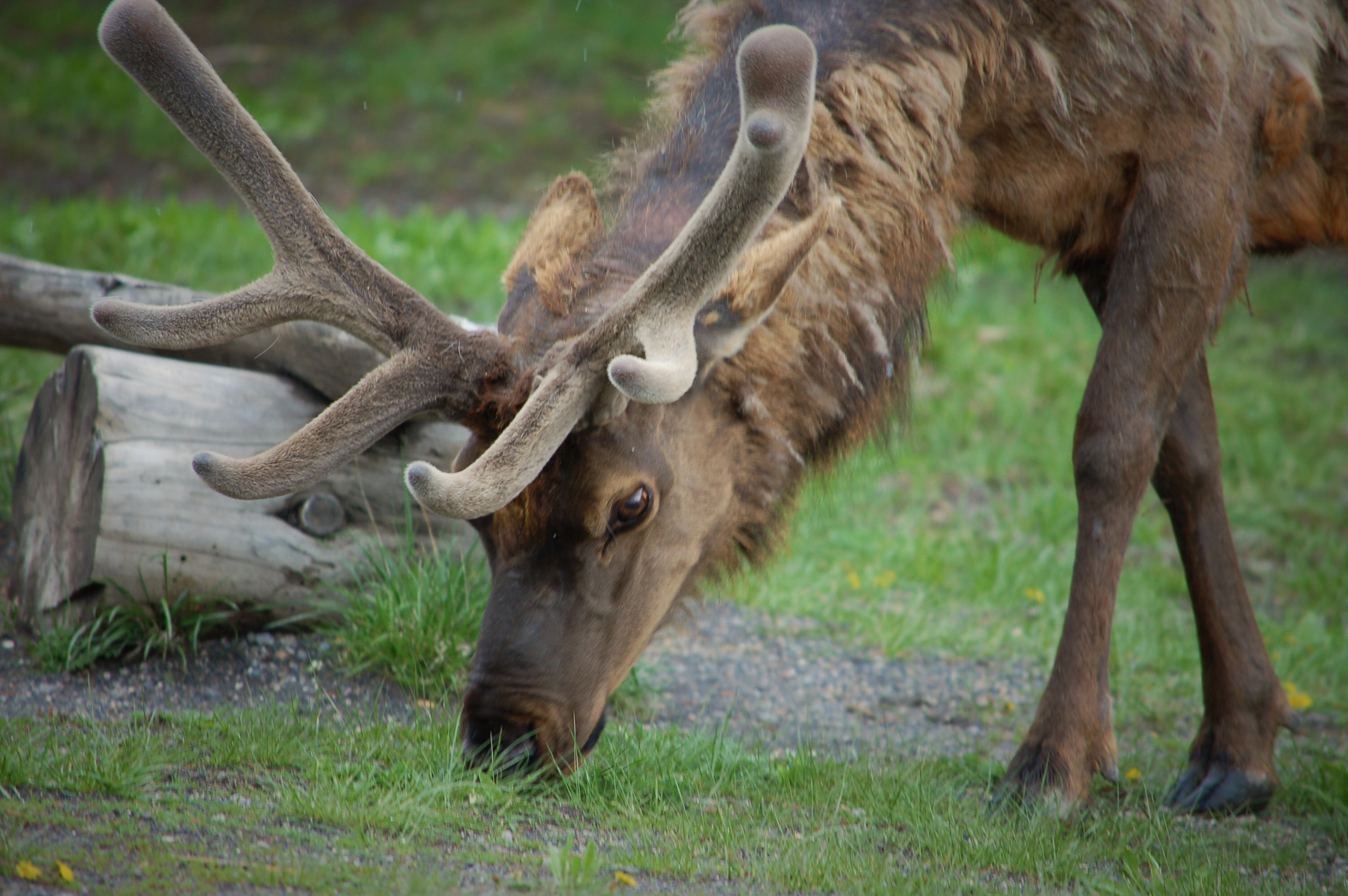 Nikon D50 sample photo. Elk in yellowstone national park photography