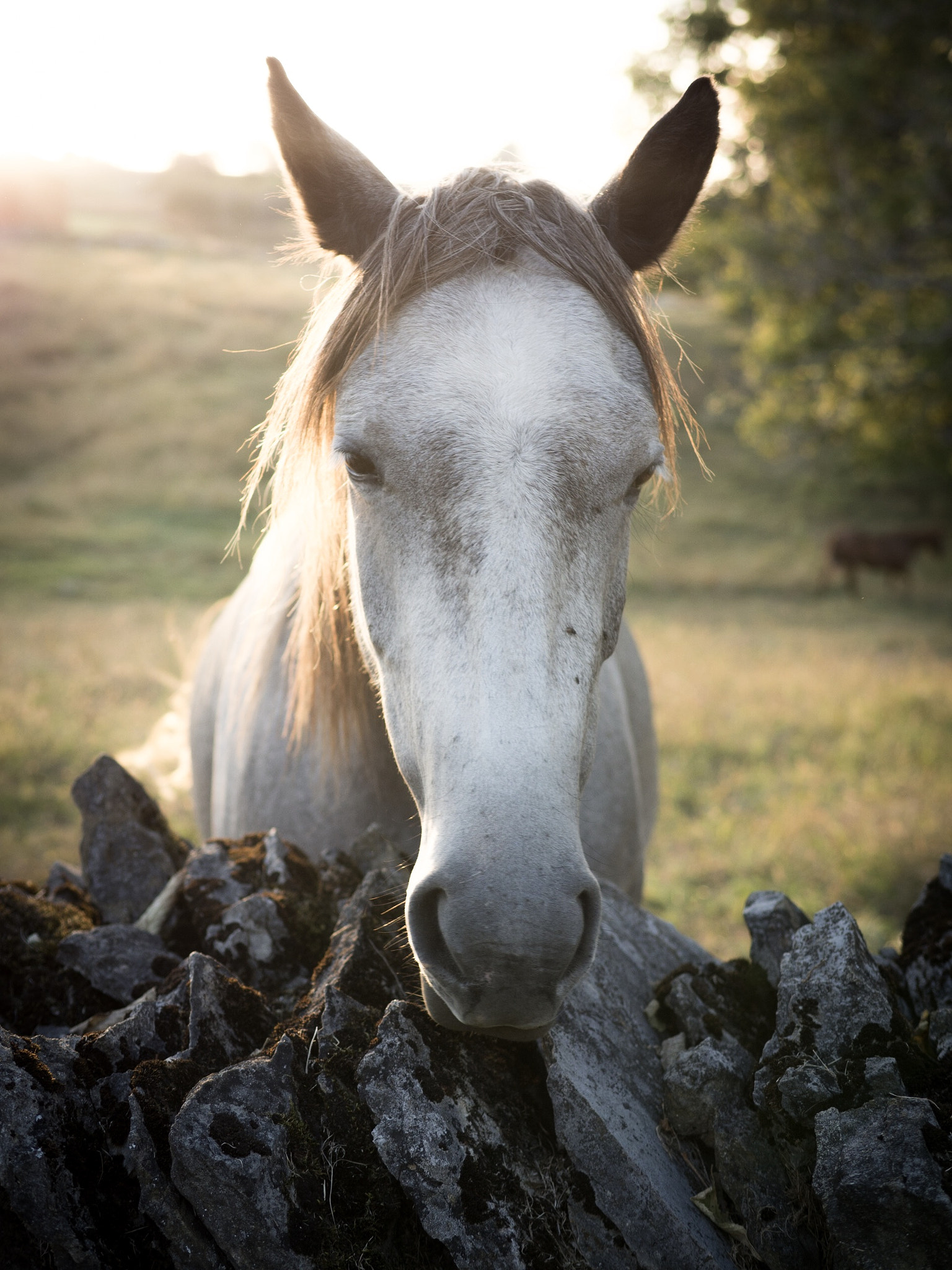 Olympus OM-D E-M10 + Panasonic Leica DG Summilux 25mm F1.4 II ASPH sample photo. I'm lucky enough to have grown up in the kentucky  ... photography