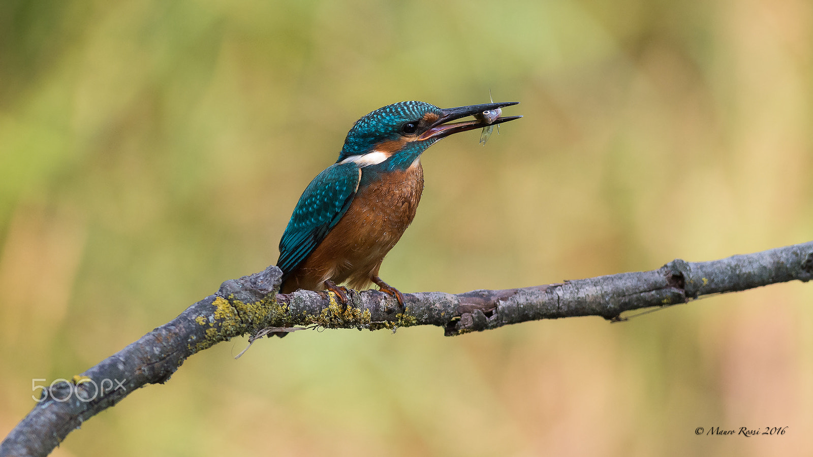 Nikon AF-S Nikkor 300mm F2.8G ED VR II sample photo. "small fishing today" photography