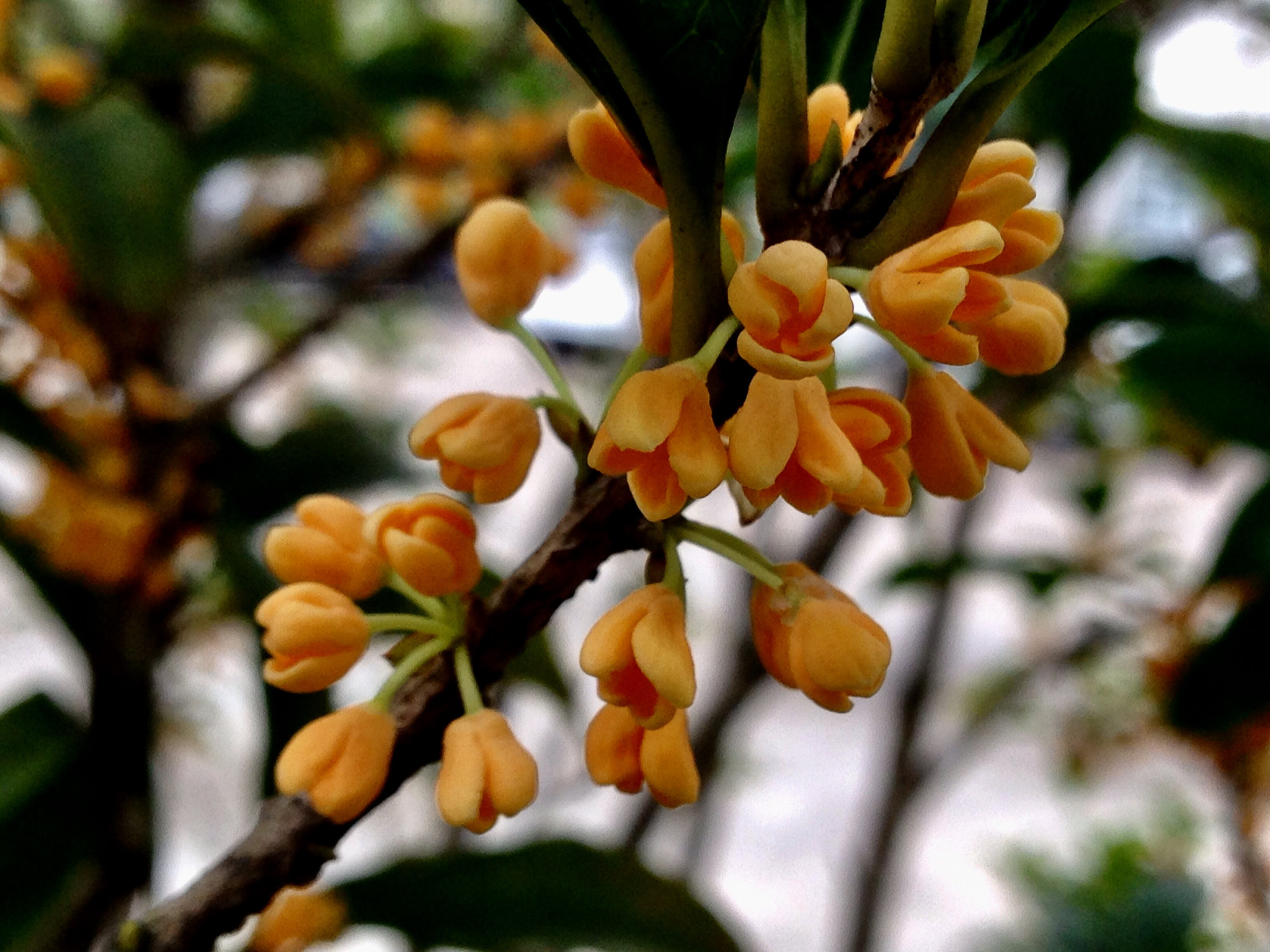 Apple iPhone5,2 sample photo. Sweet-scented osmanthus 桂花飘香 photography