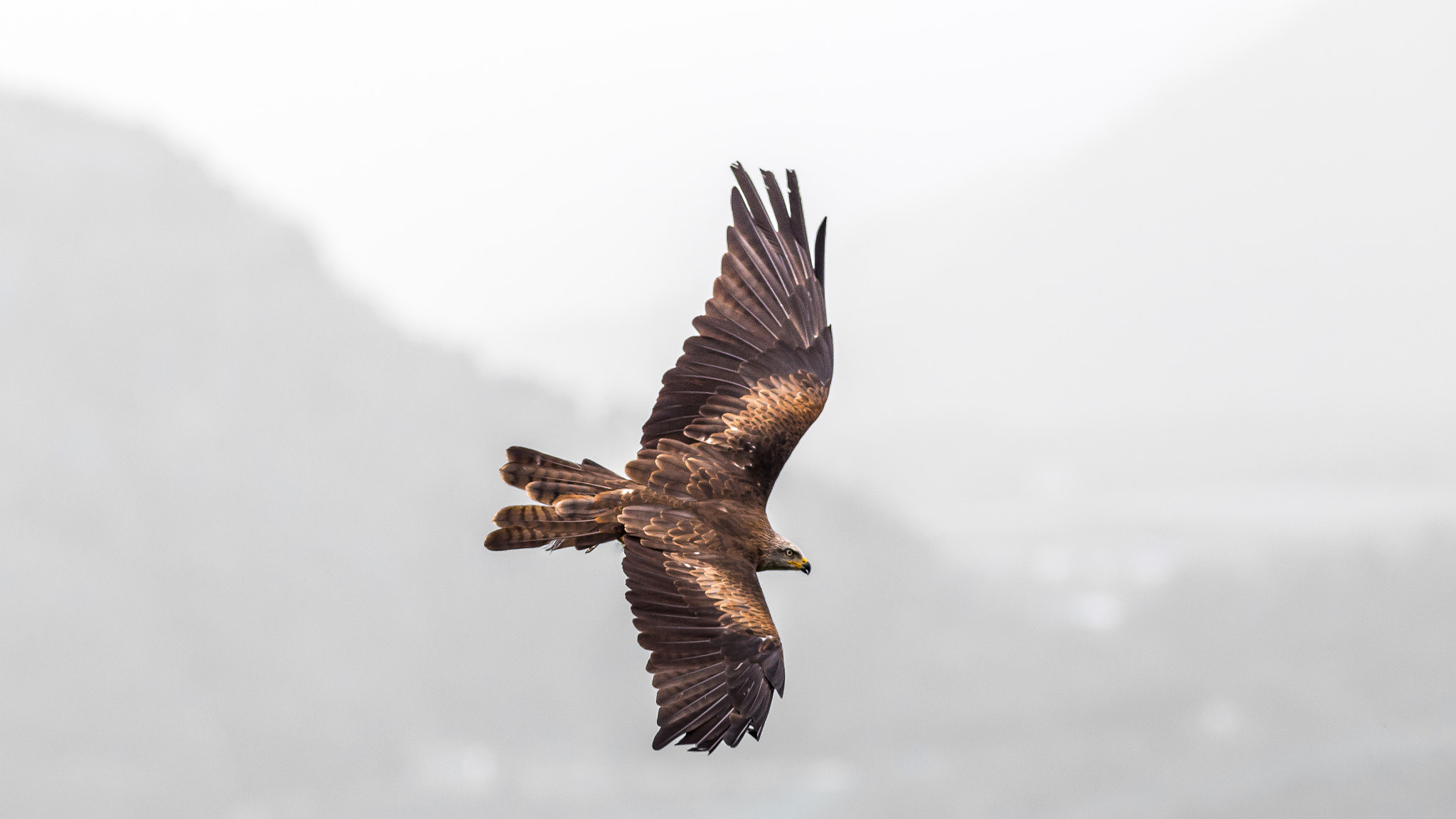 Canon EOS 6D + Canon EF 300mm F4L IS USM sample photo. Red kite photography