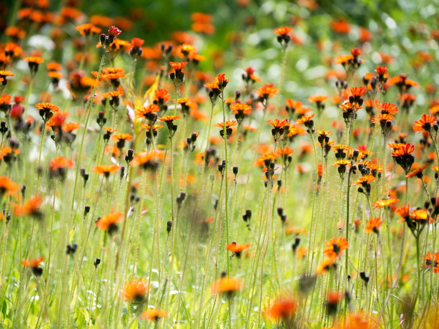 Panasonic Lumix DMC-GX7 sample photo. Wild flowers photography