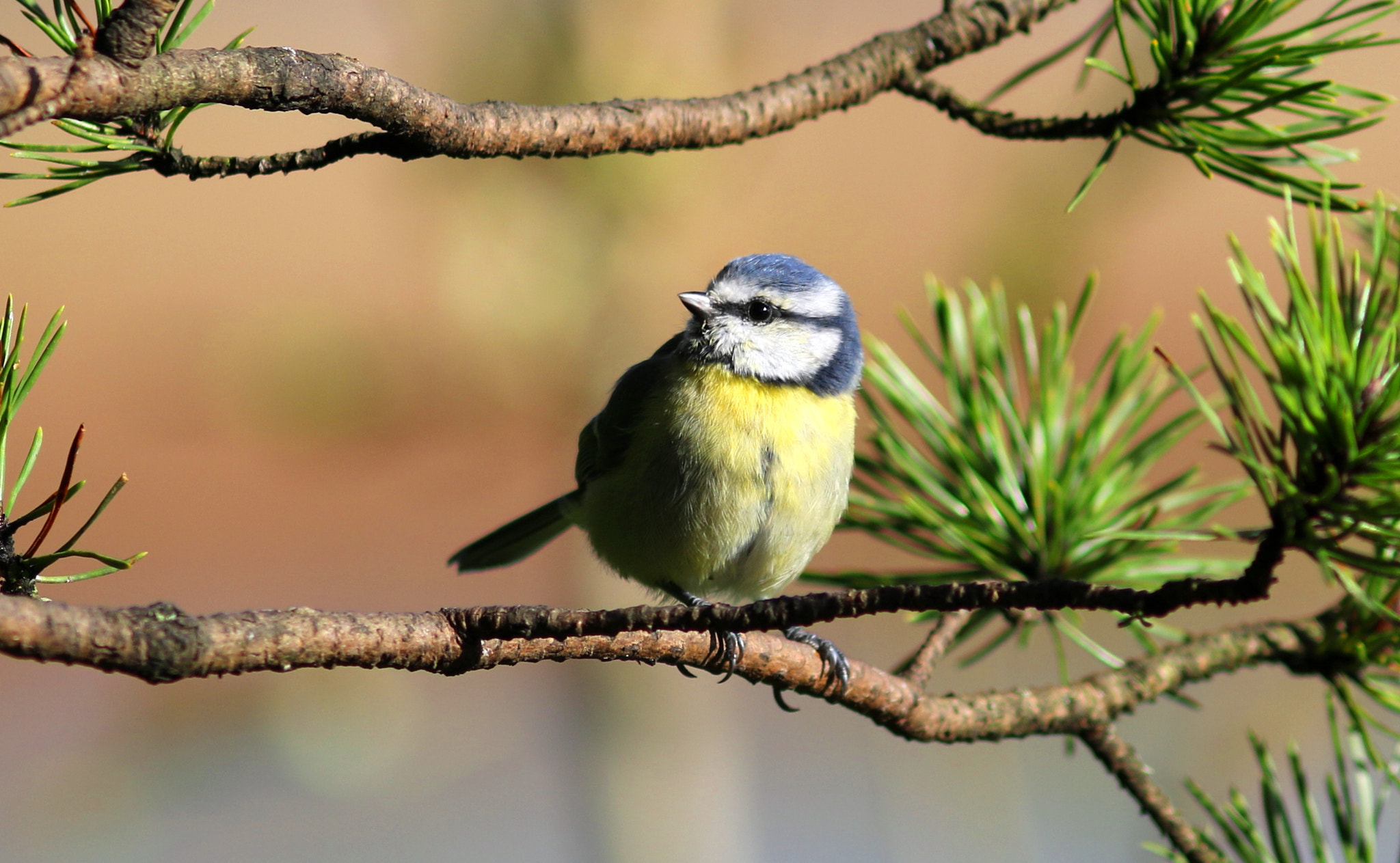 Canon EF 300mm F4L IS USM sample photo. Blue tit photography
