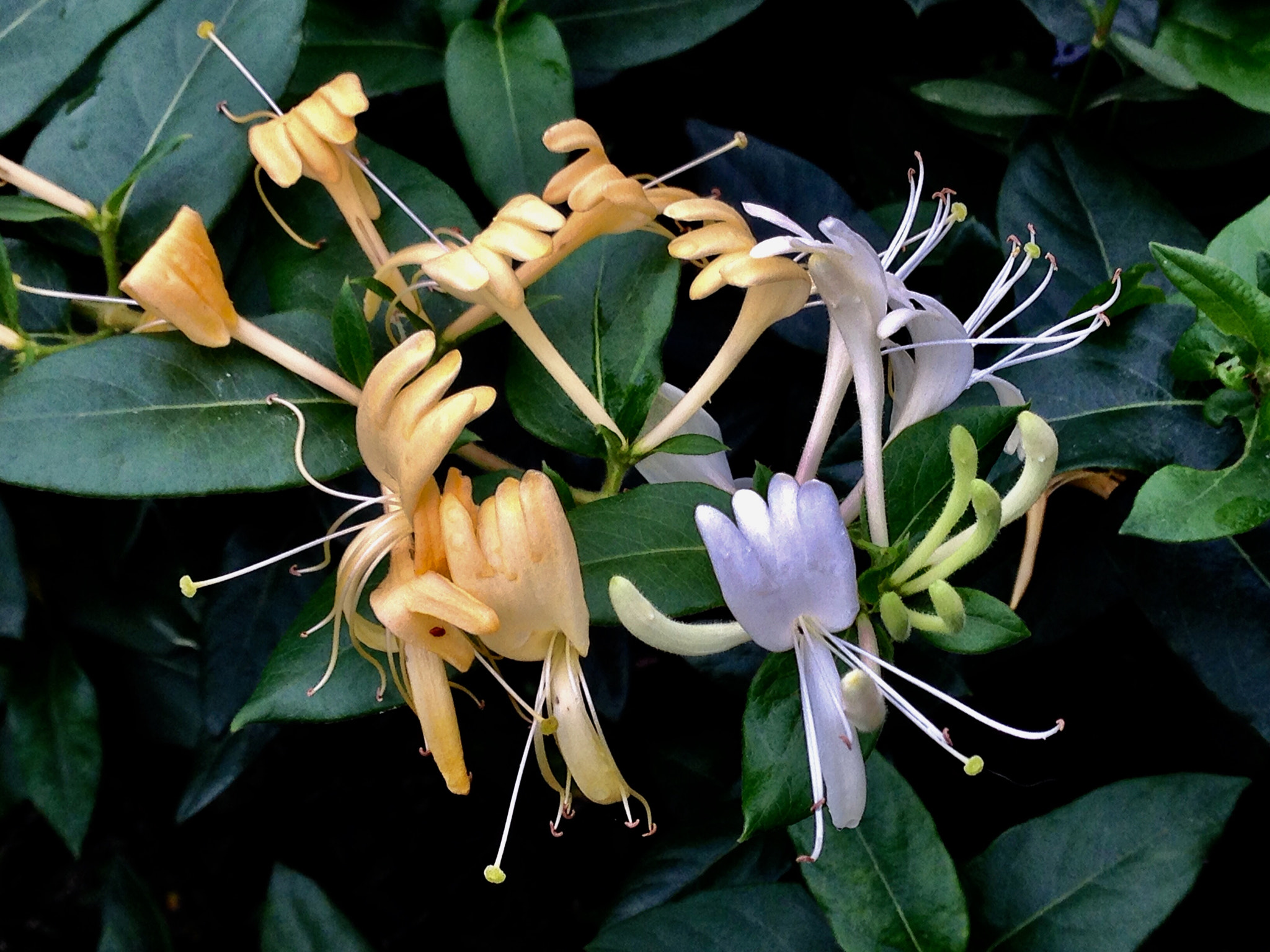 Apple iPhone5,2 sample photo. Honeysuckles 金银花 photography