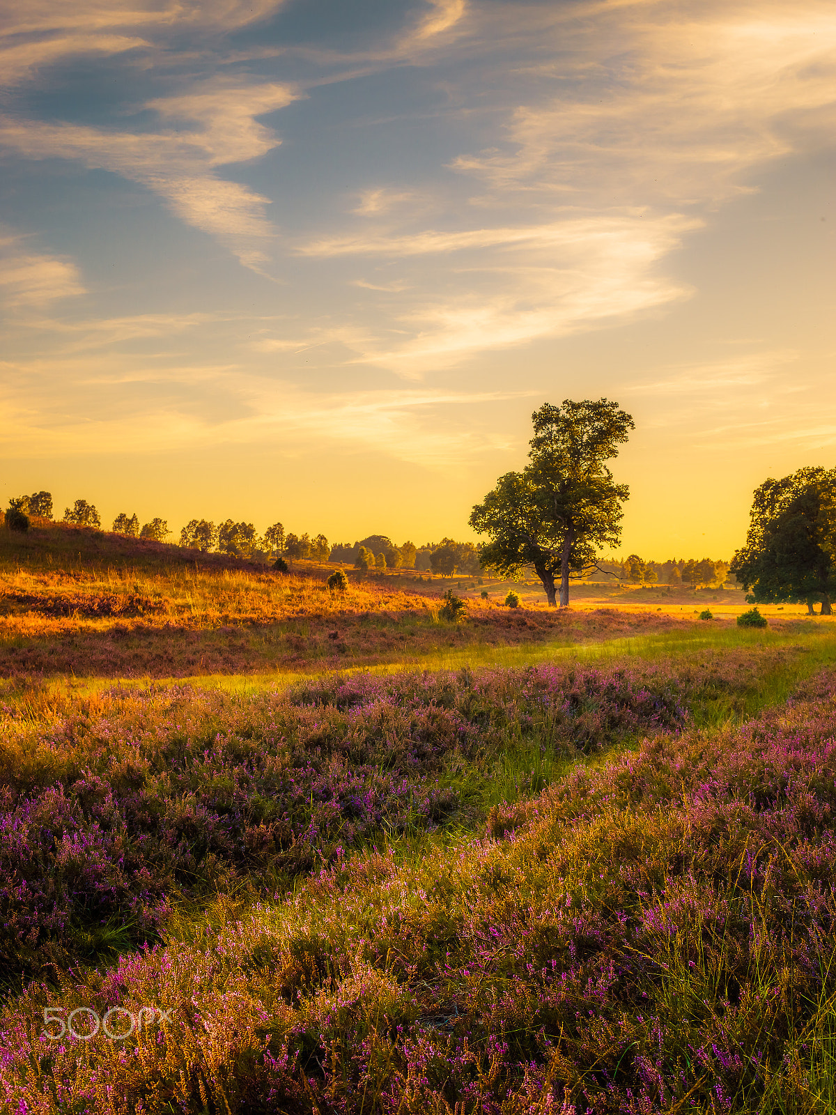 Sony a6000 + Sigma 30mm F1.4 DC DN | C sample photo. Lüneburger heide photography