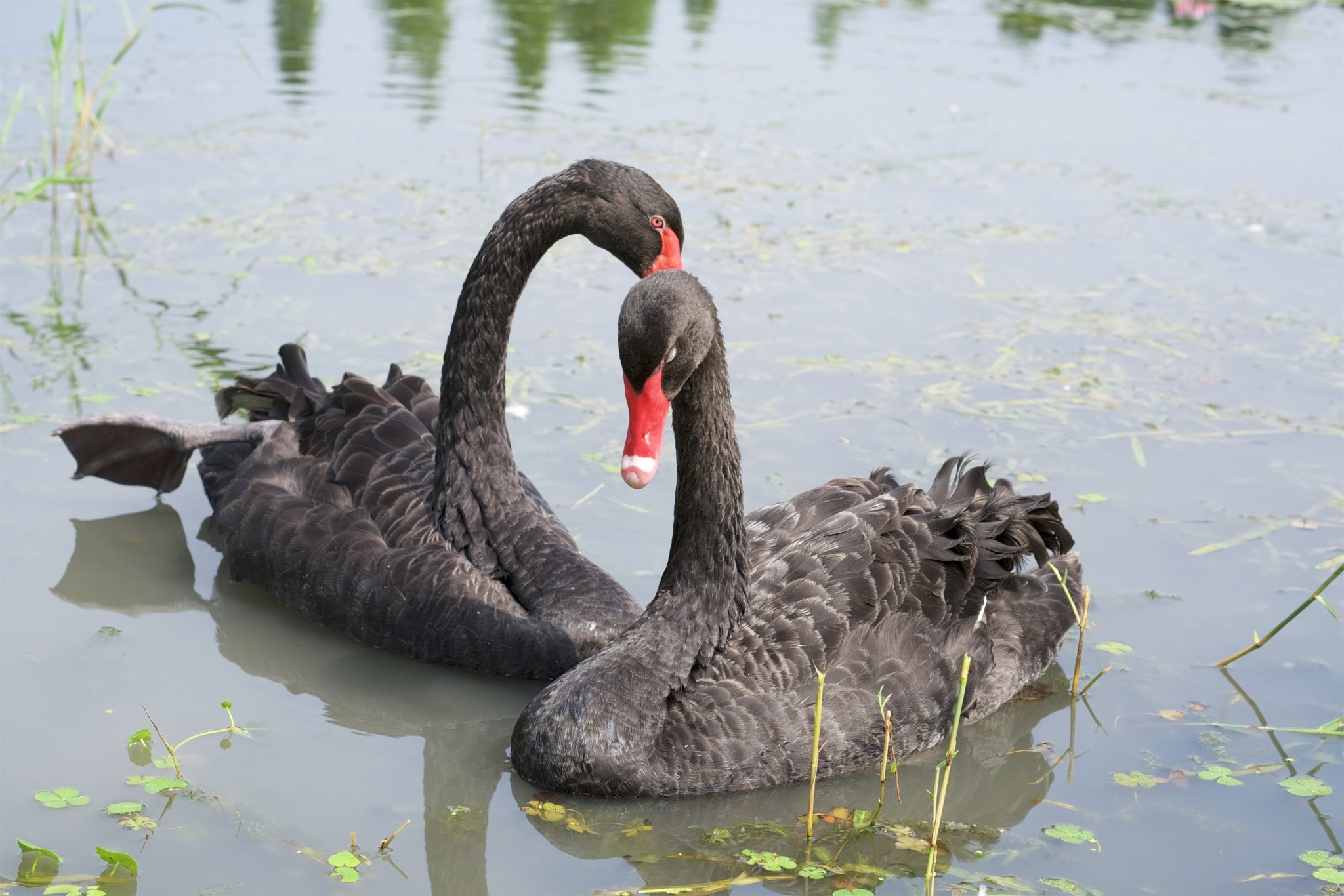 Sony a6300 + Sony Sonnar T* FE 55mm F1.8 ZA sample photo. Two black swans，very lovely photography