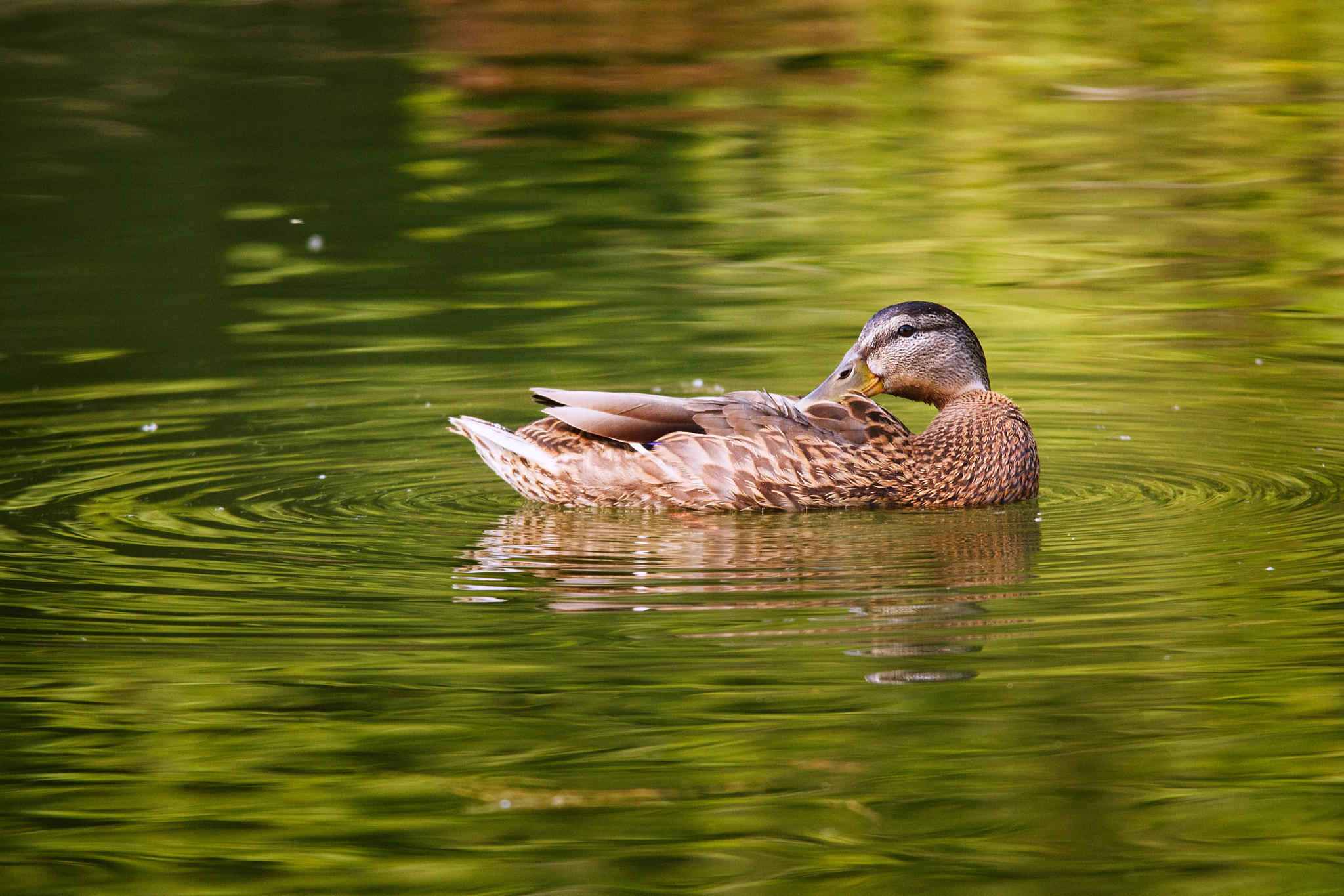 Sigma 100-300mm f/4 sample photo. The wild dug (anas platyrhyncos) photography