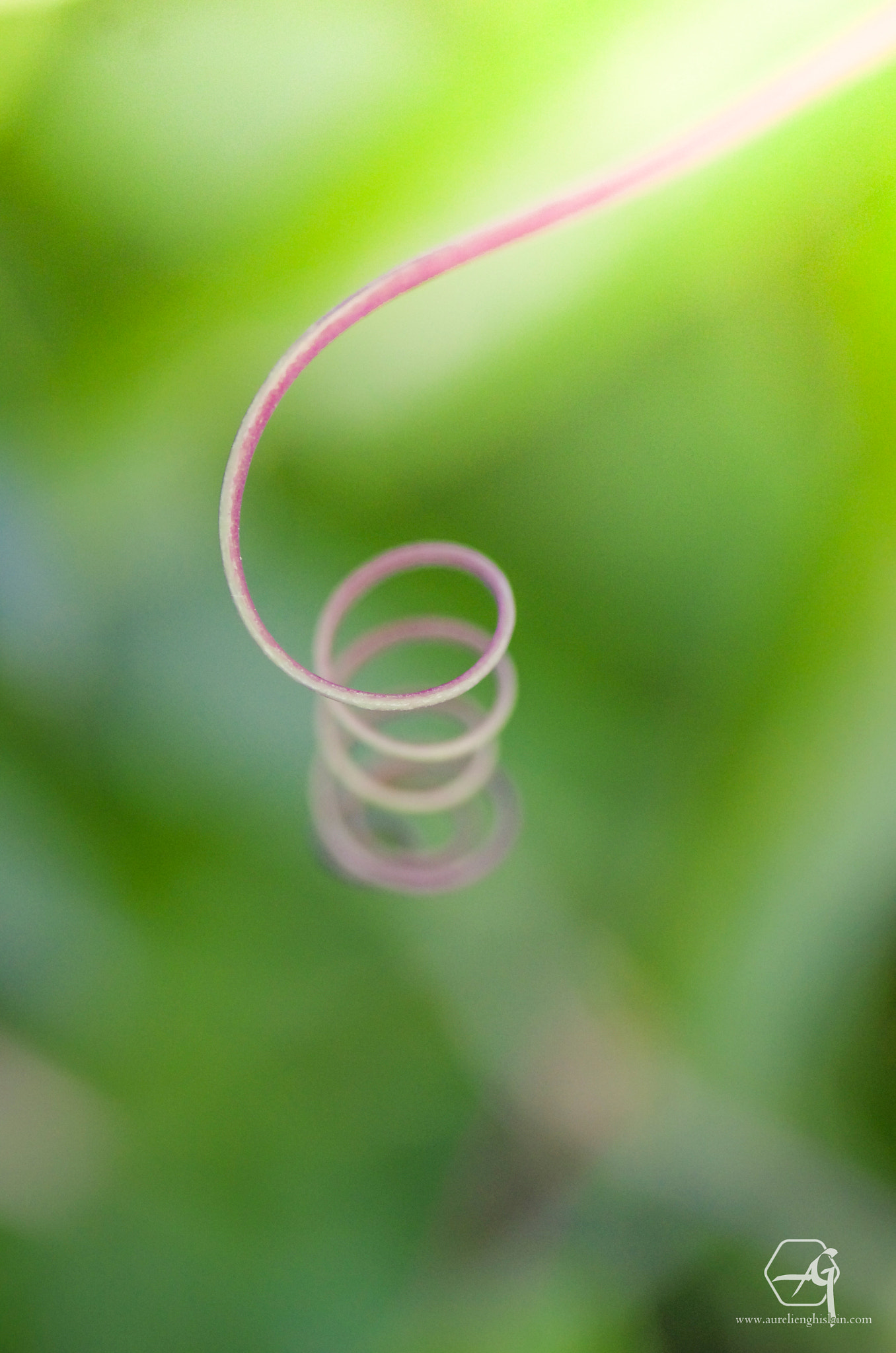 Pentax K-5 + Tamron SP AF 90mm F2.8 Di Macro sample photo. Vers la lumière photography
