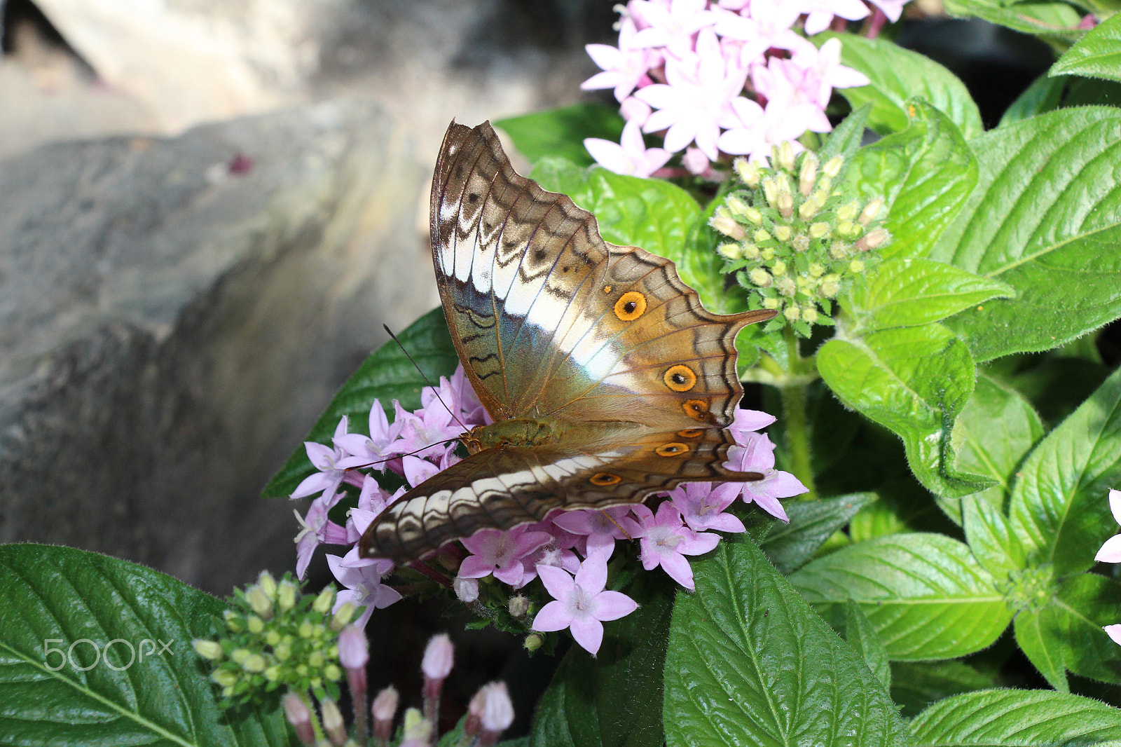 Canon EOS 650D (EOS Rebel T4i / EOS Kiss X6i) sample photo. Butterfly photography