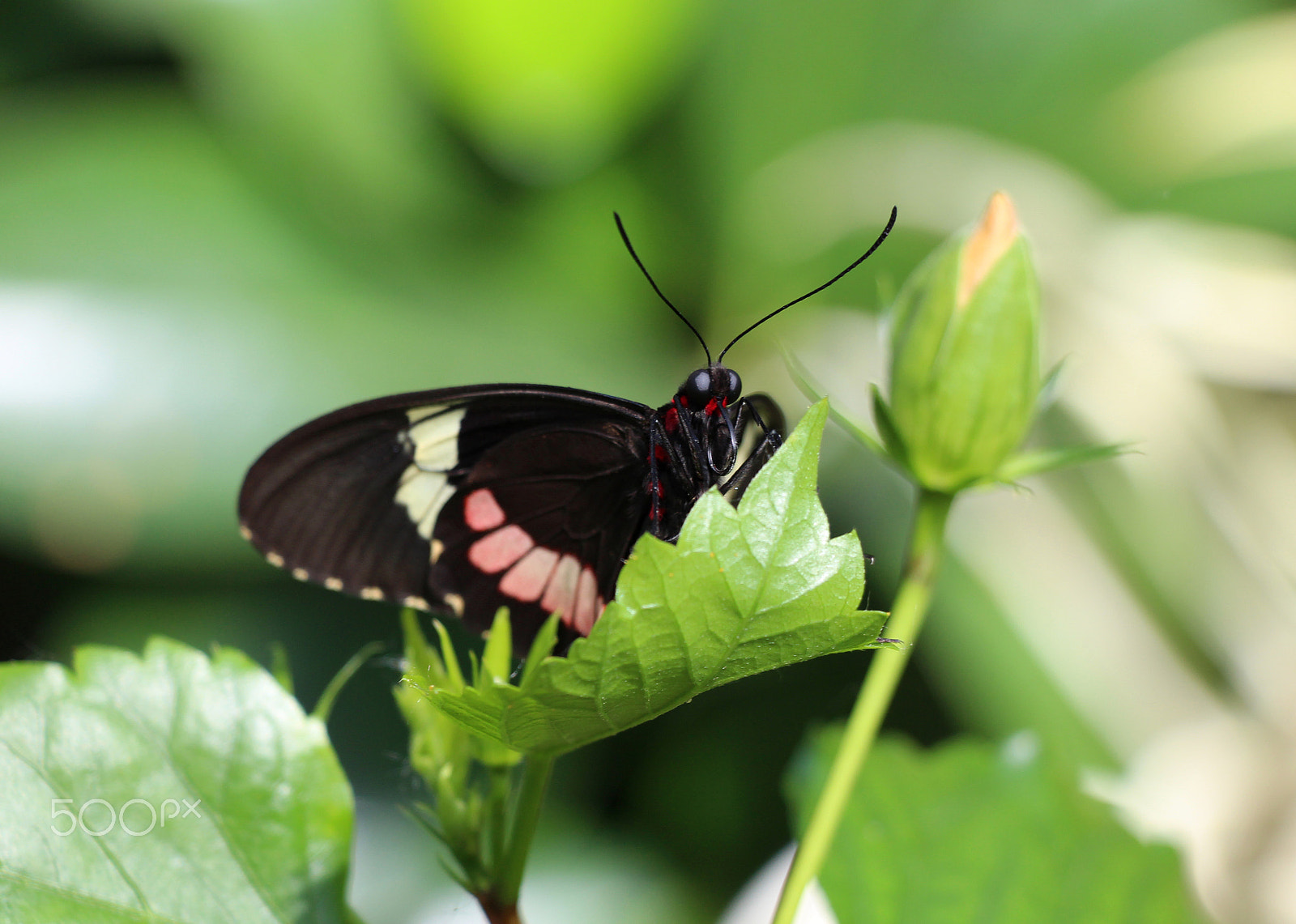 Canon EOS 650D (EOS Rebel T4i / EOS Kiss X6i) sample photo. Butterfly photography