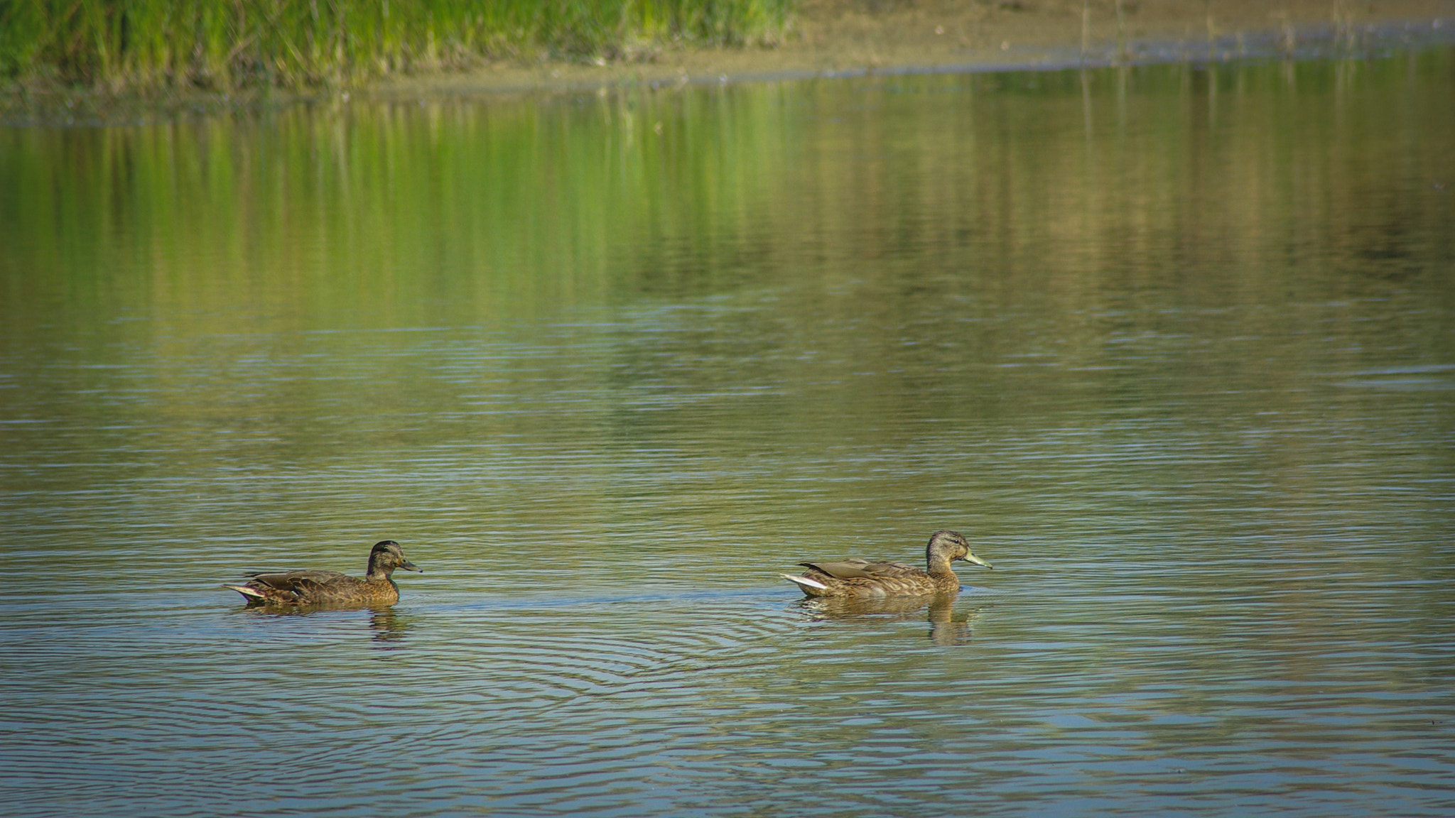 Pentax K10D sample photo. Follow me to safety - wild ducks in dune lake photography