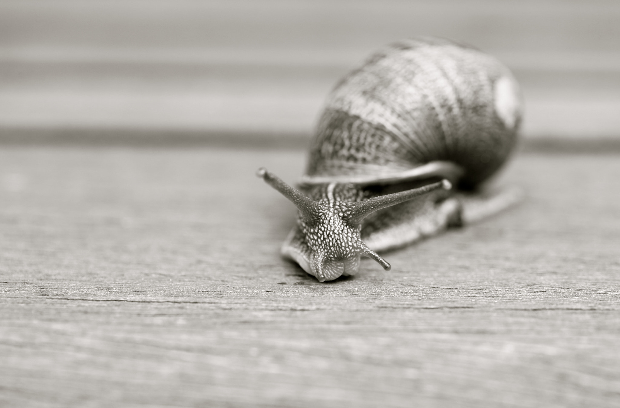 Canon EF 100mm F2.8 Macro USM sample photo. Slowly photography