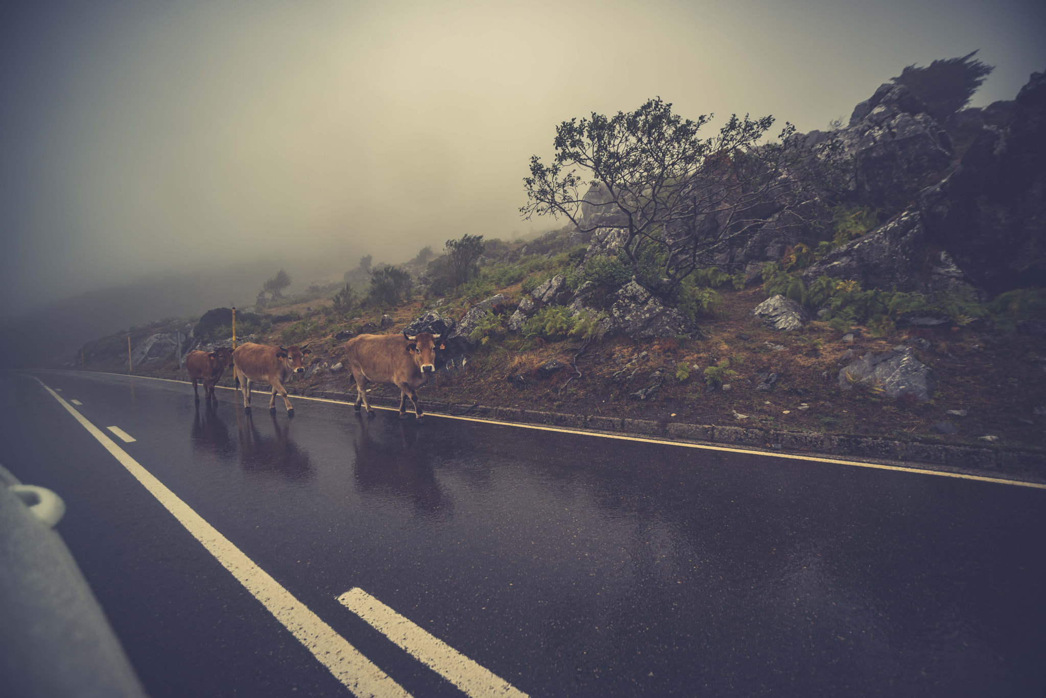 Nikon D750 + Sigma 14mm F2.8 EX Aspherical HSM sample photo. Cow in the picos photography