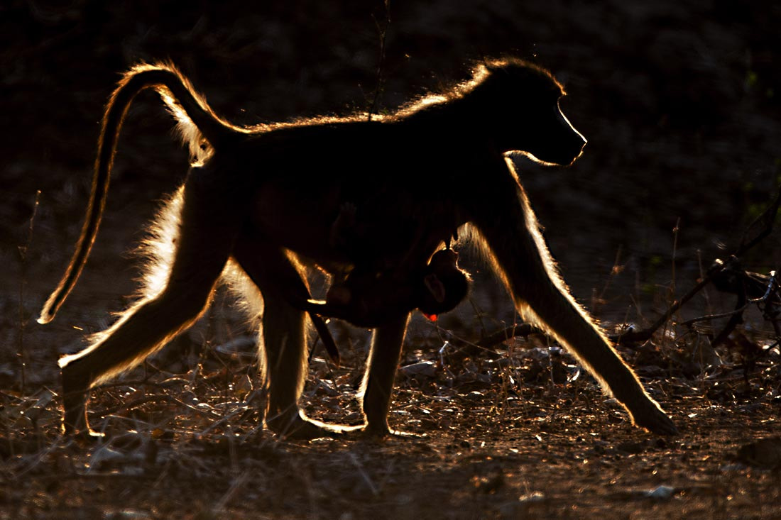 Nikon D3X + Nikon AF-S Nikkor 600mm F4G ED VR sample photo. Chakma baboon walking with suckling young backlit in mana pools national park, zimbabwe photography