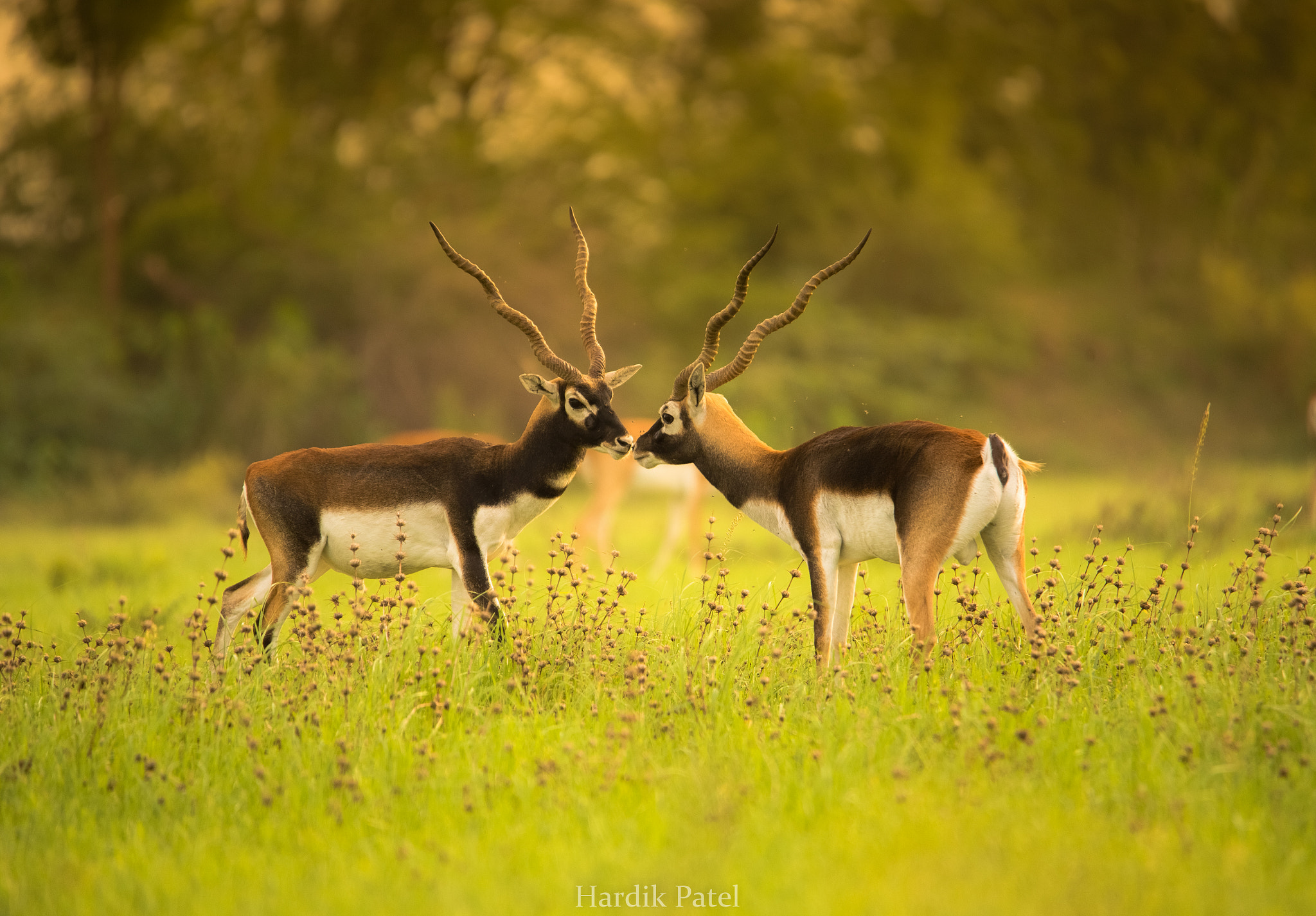 Nikon D4S sample photo. Morning meet.. photography