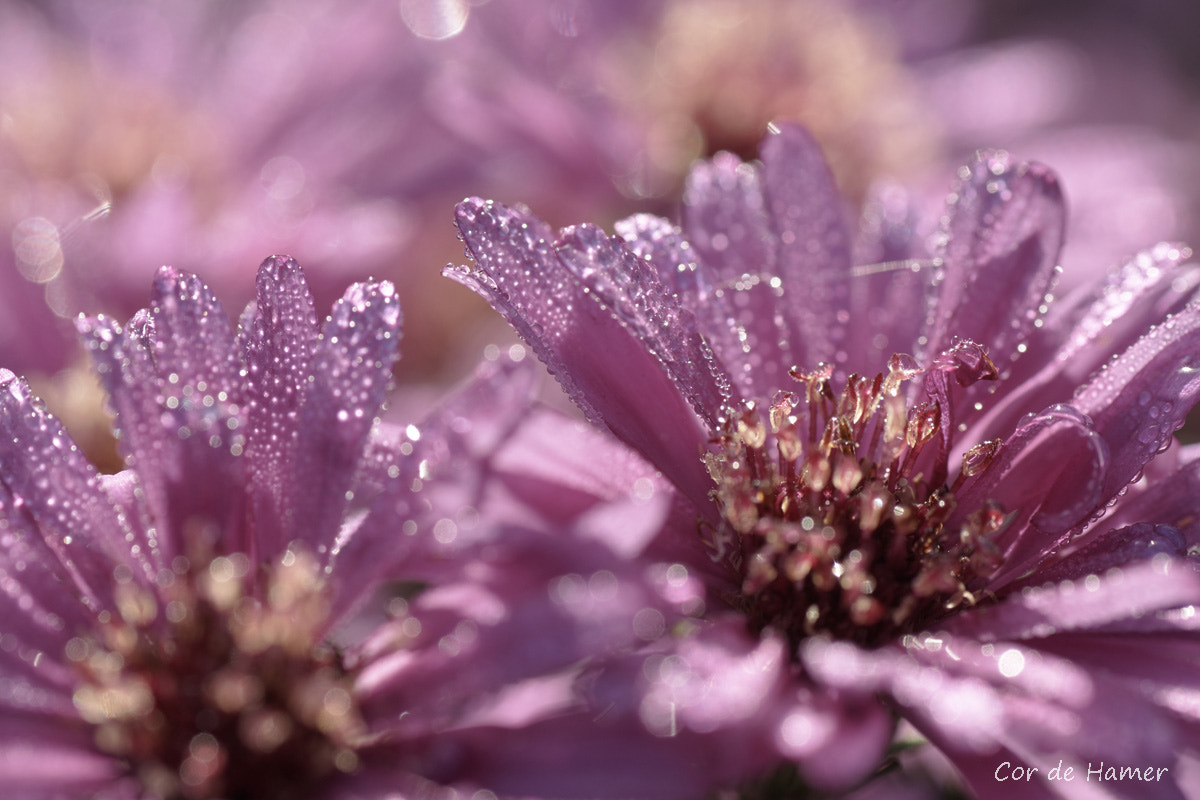Sony SLT-A77 + Tamron SP AF 90mm F2.8 Di Macro sample photo. Morning dew on asters photography